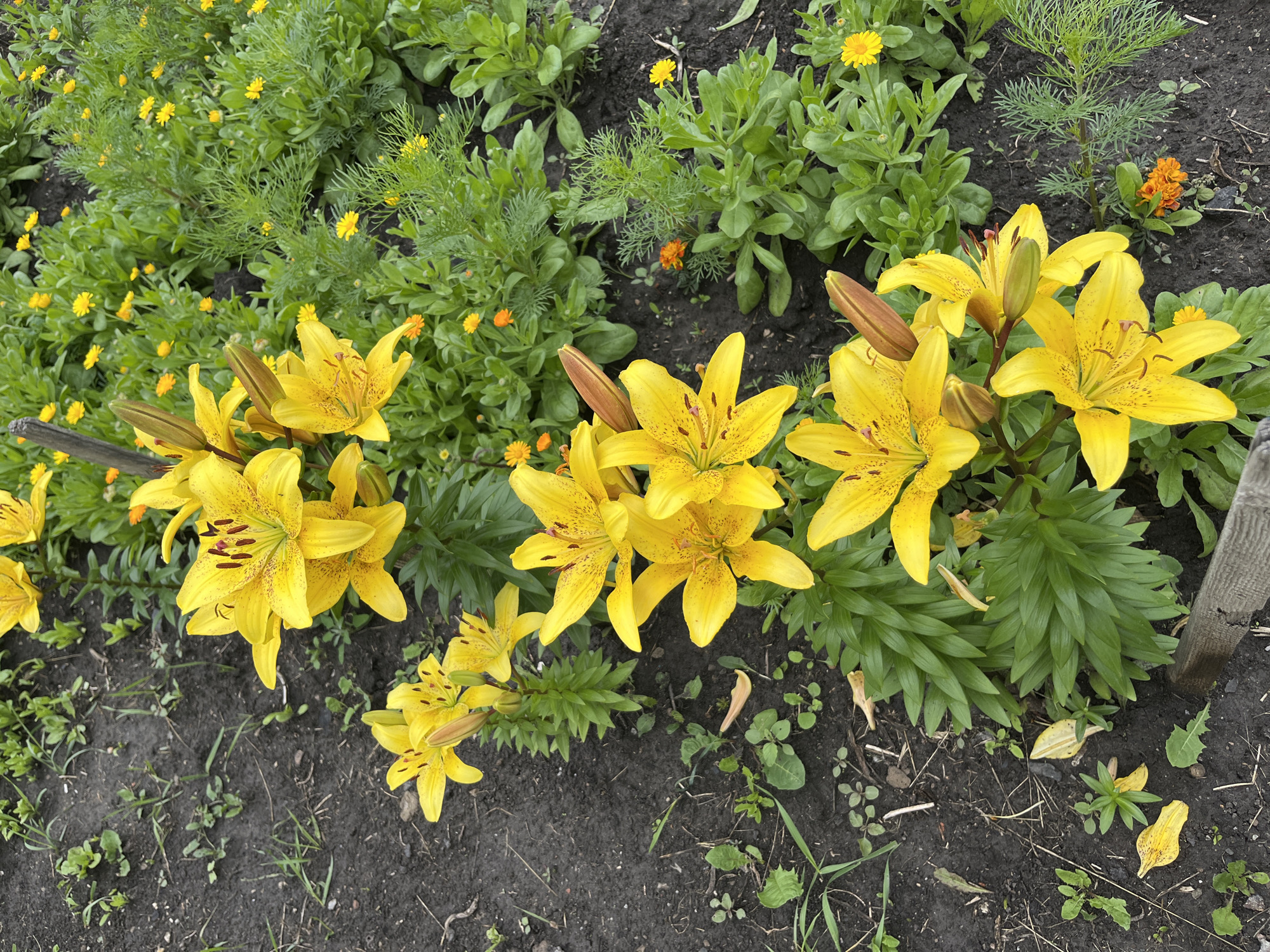 A garden scene features a cluster of bright yellow lilies in full bloom. The lilies have six petals, some of which are speckled with dark brown spots, and prominent stamens in the center. Several lily buds are also visible, some partially opened. Surrounding the lilies is a dense bed of green foliage, with smaller orange and yellow flowers interspersed throughout. The ground is dark soil with scattered dry leaves and blades of grass. A rough, weathered wooden post is visible on the right side of the frame. The lighting suggests it is daytime, possibly overcast, as there are no strong shadows. The overall impression is of a vibrant and well-tended garden. The location context is Тимирязев ауылдық округі, Kazakhstan.