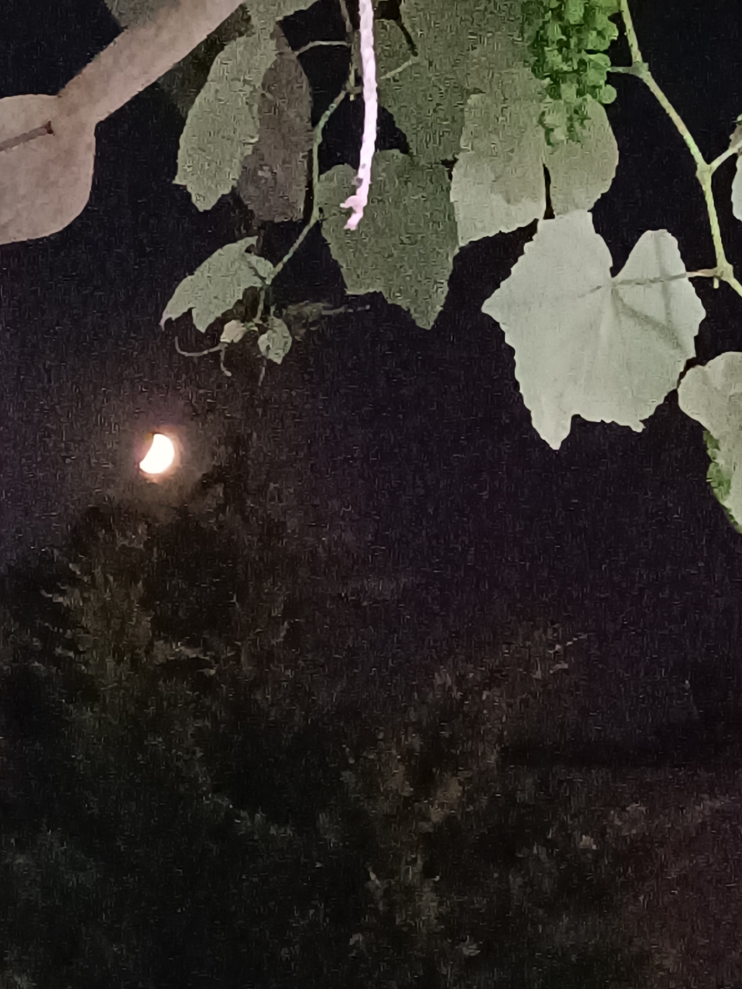 The image depicts a crescent moon in a dark sky, partially obscured by foliage. To the upper left, a light-colored, curved object, possibly part of a structure or a thick branch, is visible. Green leaves, some with visible veins, hang from branches in the upper right and central portions of the frame. A thin white string is also present, hanging vertically on the right side. Below the moon, dark foliage suggests trees or dense vegetation. The image appears to have been taken at night in Karasu, Turkey, with the moon and vegetation being the primary subjects.