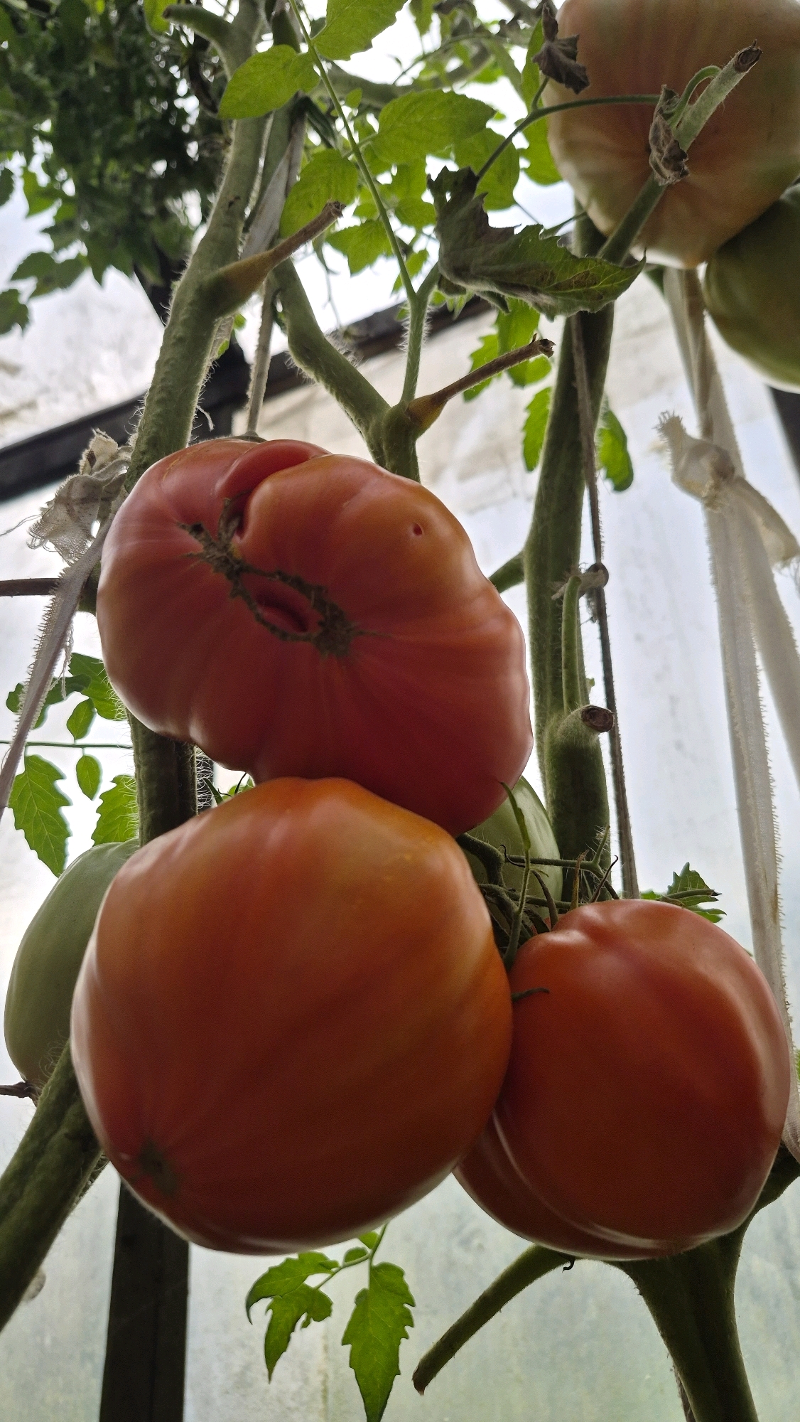 The image shows a close-up view of several ripe tomatoes on a vine. The tomatoes are various shades of red and orange, with some appearing larger and more irregular in shape than others. The vine is green and has fuzzy stems and leaves. The tomatoes are growing in what appears to be a greenhouse, with a blurry background that suggests diffused light and possibly some structural elements of the greenhouse. There is no indication of any people, animals, or other living beings in the image. The scene is set in Ļūbaste, Latvia.