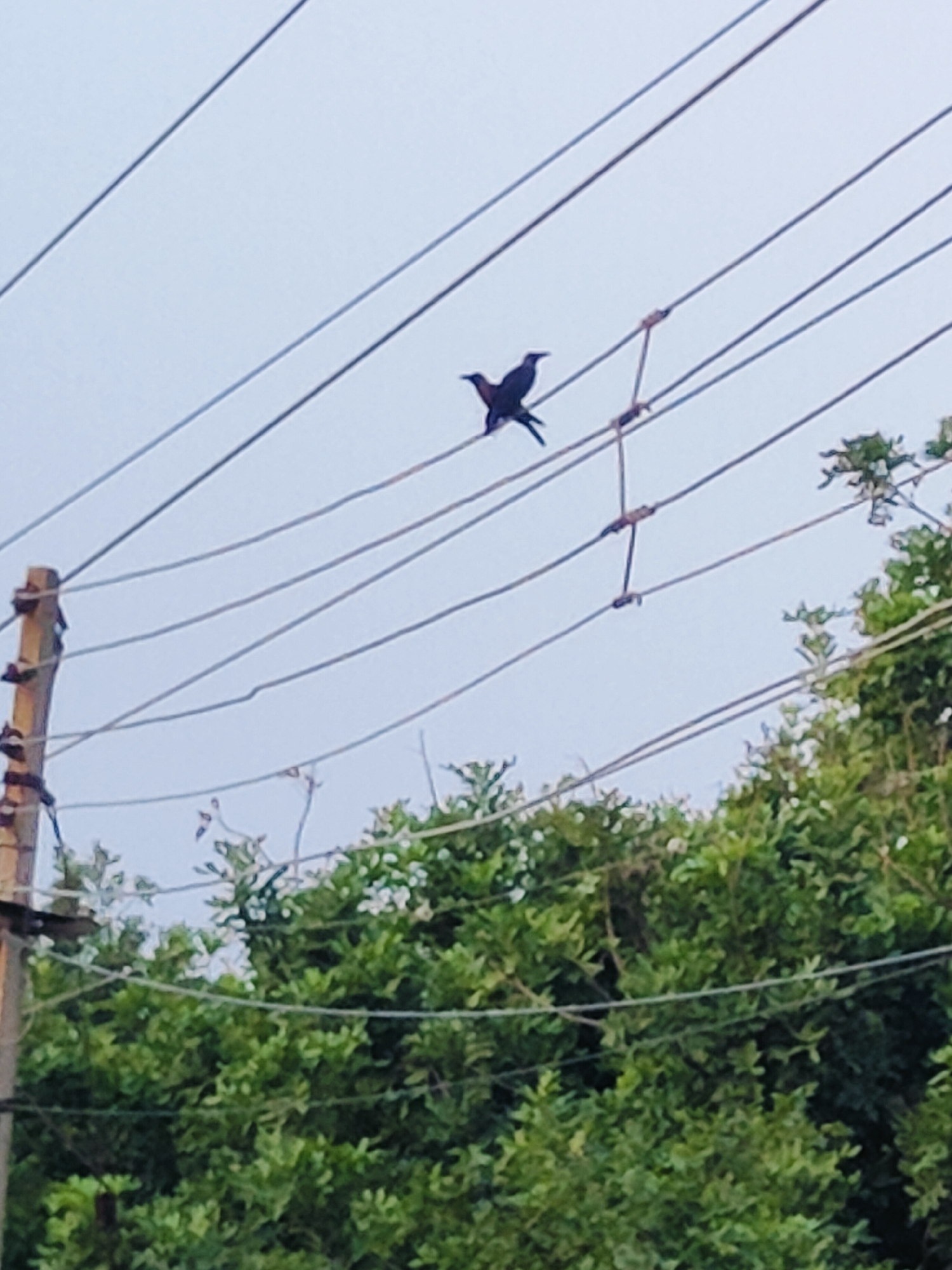 Two dark-colored birds are perched on a set of power lines against a pale sky. The birds are positioned close together on the same wire. Below the power lines, a dense canopy of green foliage, likely trees or bushes, fills the lower portion of the frame. A wooden utility pole with visible insulators is on the left side of the image. The scene suggests an outdoor environment in Gurgaon, India, likely a residential or semi-urban area with overhead electrical infrastructure and abundant greenery.