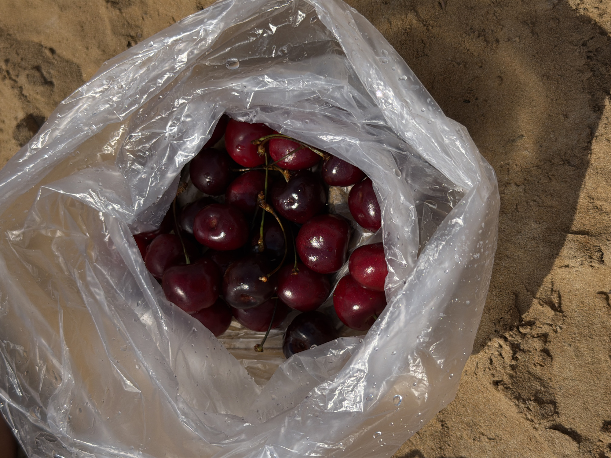 A close-up overhead shot shows a clear plastic bag filled with dark red cherries resting on coarse, light brown sand. The bag is slightly open, revealing the fruit nestled inside. Water droplets are visible on the surface of the plastic bag, suggesting the cherries may have been recently washed or are dewy. The sand appears dry and textured, with small clumps and shadows indicating unevenness. The scene is lit by bright overhead light, casting subtle shadows and highlighting the glossy surface of the cherries. The location is described as Malakhovka, Russia.