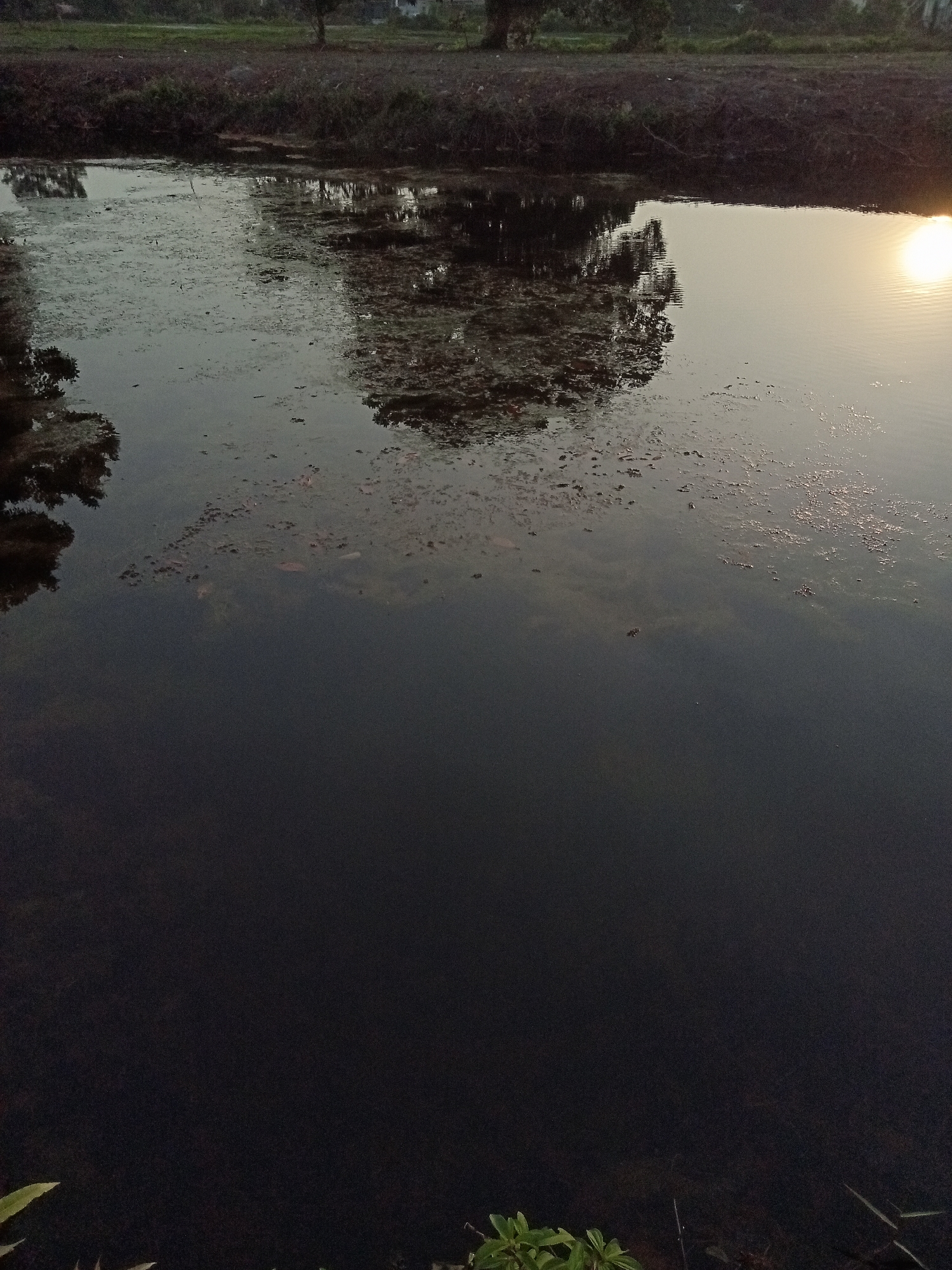 The image depicts a body of water reflecting trees and the sky. In the upper right corner, a bright sun is visible, casting a golden glow on the water's surface. The water appears murky and is covered in scattered debris and patches of vegetation. The shoreline is lined with dark vegetation. The environment suggests a rural or natural setting, possibly a pond or slow-moving river. There are no people visible in the image. The location is identified as Teluk Kenidai, Indonesia.