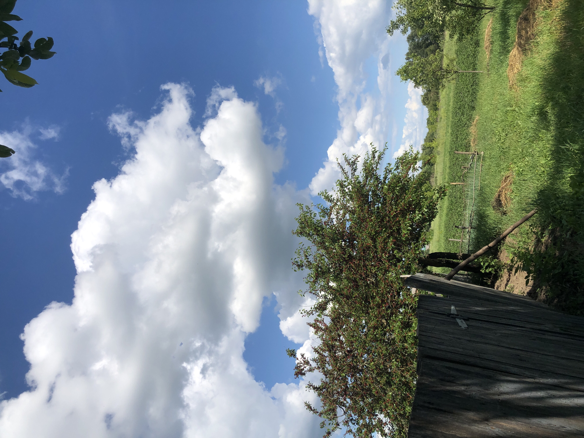 The image depicts a rural scene under a bright blue sky with fluffy white clouds, likely in the city of Khmilnytsia, Ukraine. In the foreground, a weathered, grey wooden fence runs diagonally across the left side of the frame. Behind the fence, a mature tree with lush green leaves and clusters of small, dark red fruits is prominent. The ground slopes gently upwards, covered in green grass with some scattered piles of dried hay. In the mid-ground, a cultivated field with rows of green plants stretches towards a line of trees in the distance. A rustic wooden fence, partially broken in places, encloses the field. The overall impression is one of a serene, pastoral summer day. There are no people or animals visible in the image.