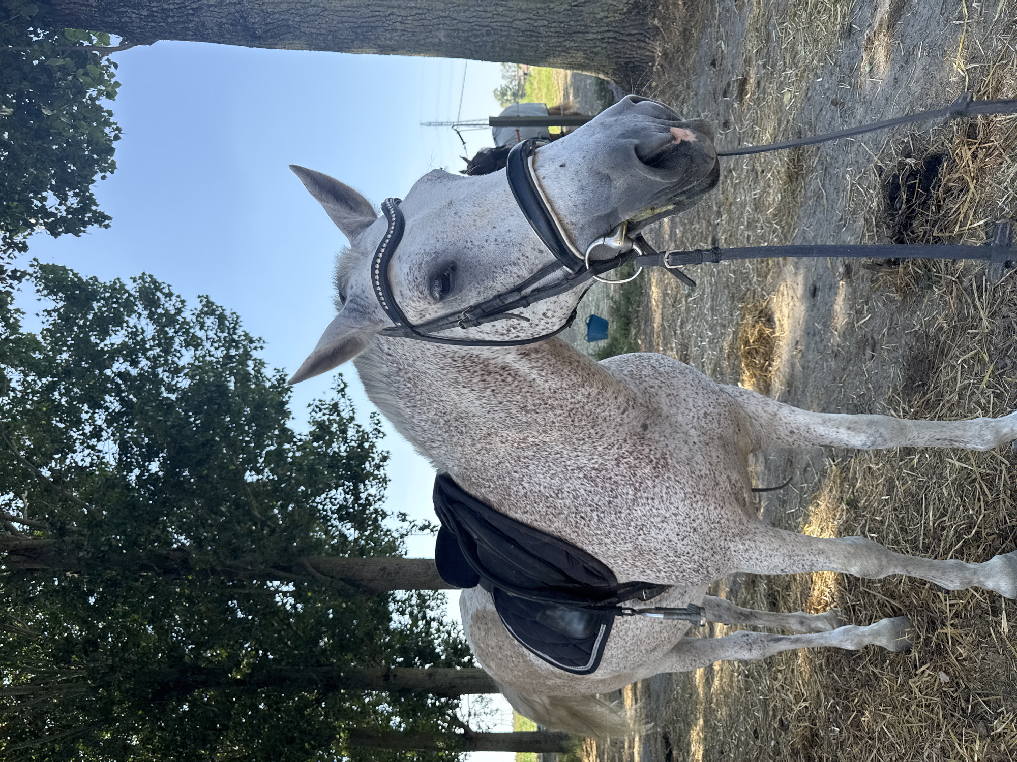 A dapple gray horse stands in a field under a clear blue sky, partially shaded by trees. The horse is wearing a black saddle and bridle, the latter adorned with rhinestones. The ground is covered in dry hay and dirt. In the background, a glimpse of a fence and power lines can be seen, along with another horse wearing a blanket. The image appears to be taken outdoors, likely on a farm or rural property in Estaimpuis, Belgium, given the style of trees and the general rural setting.