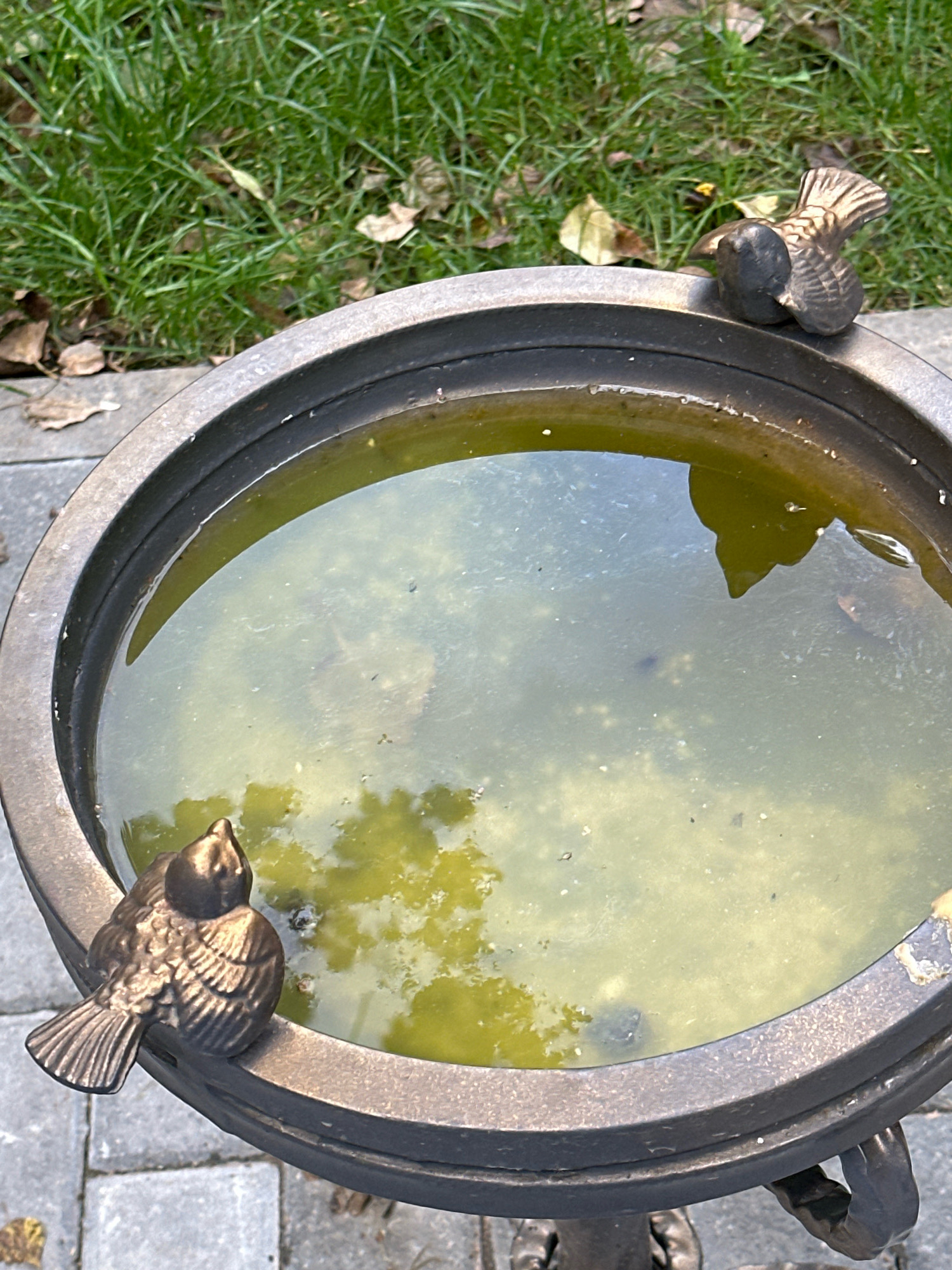 The image shows a close-up, high-angle shot of a bird bath filled with murky green water. Two decorative bronze birds are perched on the rim of the bird bath, one on the left looking into the water, and another on the right looking away from the water. The bird bath is made of dark metal and has a slightly weathered appearance. Surrounding the bird bath is a paved area with grey interlocking bricks, and in the background, green grass and fallen leaves are visible. The scene appears to be outdoors, likely in a garden or park setting, and the lighting suggests it is daytime. There are no people or animals other than the decorative birds depicted in the image. The location is not specified, and no information is available to connect this scene to Minsk, Belarus.