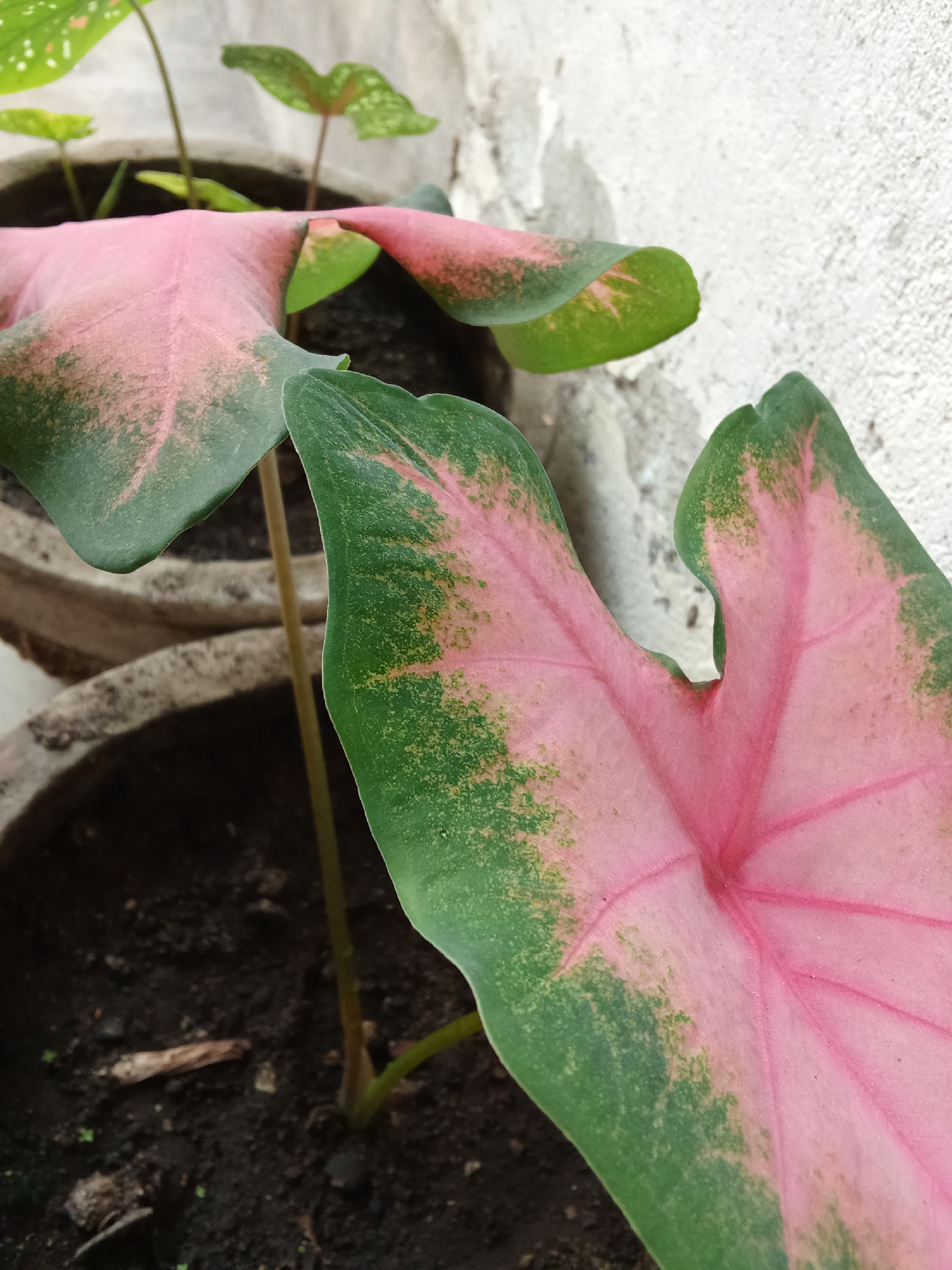 The image shows a close-up of pink and green caladium leaves in pots, likely in a garden or outdoor setting. The leaves have a prominent veined pattern and are the primary focus. In the background, a textured white wall is visible. The scene appears to be in an outdoor environment, with soil and plant stems also present. There are no people or any other subjects in the frame. The setting is implied to be in Tanah Mas, Indonesia, based on the prompt.