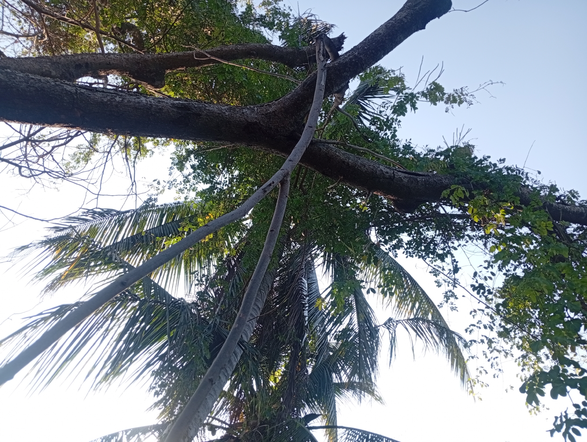 The image captures an upward view of a dense canopy of trees and foliage against a bright, clear sky in Baan Wok Tum, Thailand. A prominent feature is a large, dark-barked tree branch extending horizontally across the frame, appearing to be either a heavily leaning trunk or a substantial fallen branch. Its rugged texture is visible, and one of the crops reveals a hollow or naturally occurring gap within its wood.
Numerous thin, lighter-colored branches or vines hang down from this main tree, some intertwining with the broader canopy. Below and to the right, the distinctive fronds of one or more palm trees are visible, with the sun brightly backlighting some of their leaves, creating silhouettes and highlights. Lush green leaves from various deciduous trees fill the spaces between the larger branches and palm fronds, some appearing vibrantly green while others are in shadow.
The bright, unclouded sky suggests clear weather and daytime, likely mid-morning or late afternoon given the intensity of the light and the resulting shadows. No people or artificial objects are distinctly visible, emphasizing the natural, overgrown tropical environment. The scene depicts the intermingling of diverse plant life common in such tropical locations.
