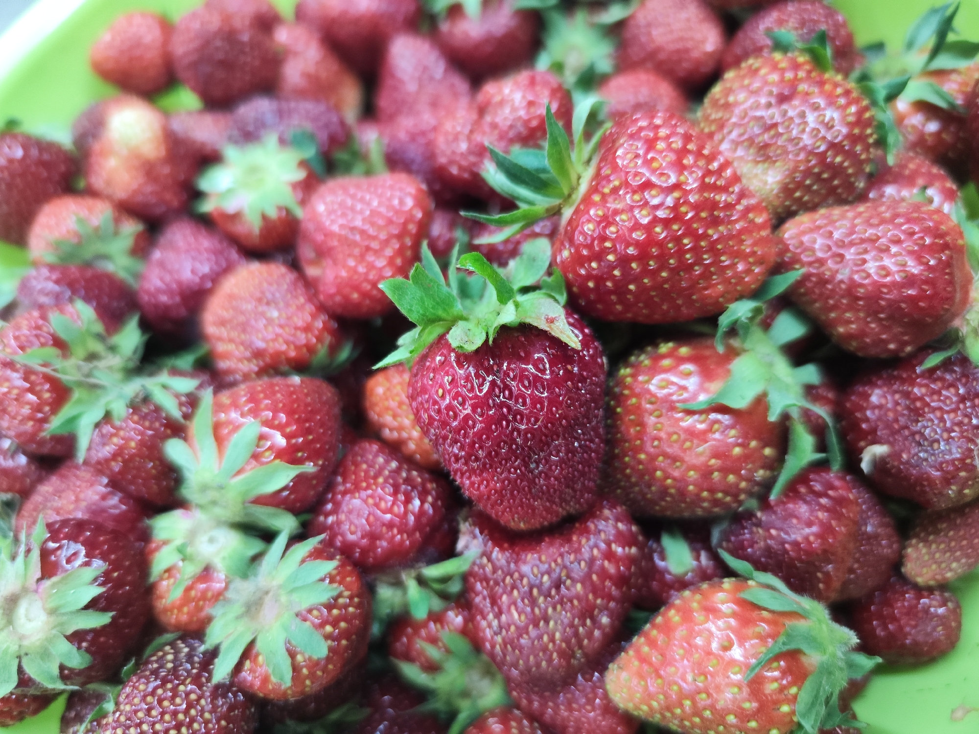 A close-up, high-angle, full shot showcases a pile of ripe strawberries overflowing from a bright green plastic container. The strawberries are a vibrant red, some with a deep, glossy sheen, and others with a matte texture. Their surfaces are dotted with numerous tiny yellow seeds. Green stems and leaves are visible on many of the fruits, adding a touch of contrasting color. The overall impression is one of freshness and abundance. The scene is devoid of any people or specific landmarks, offering no clues to its exact location within Chaikovsky, Russia, or elsewhere. The focus is solely on the natural beauty and texture of the strawberries themselves.