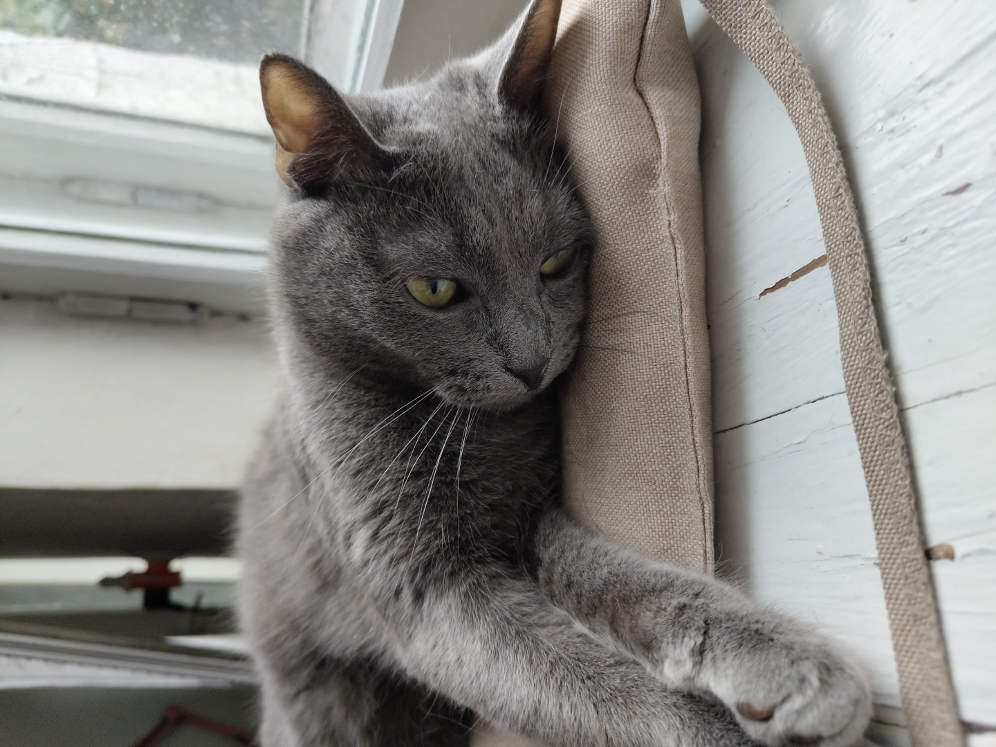 A medium close-up shot features a grey cat resting against a beige cushion. The cat has piercing green eyes and long white whiskers. Its fur is a soft grey, and its ears are perked up. One of the cat's paws rests on the cushion. The background consists of a white wooden wall with visible cracks and a window with a white frame. The lighting suggests it's daytime. The overall mood is calm and relaxed. There is no visible text in the image.