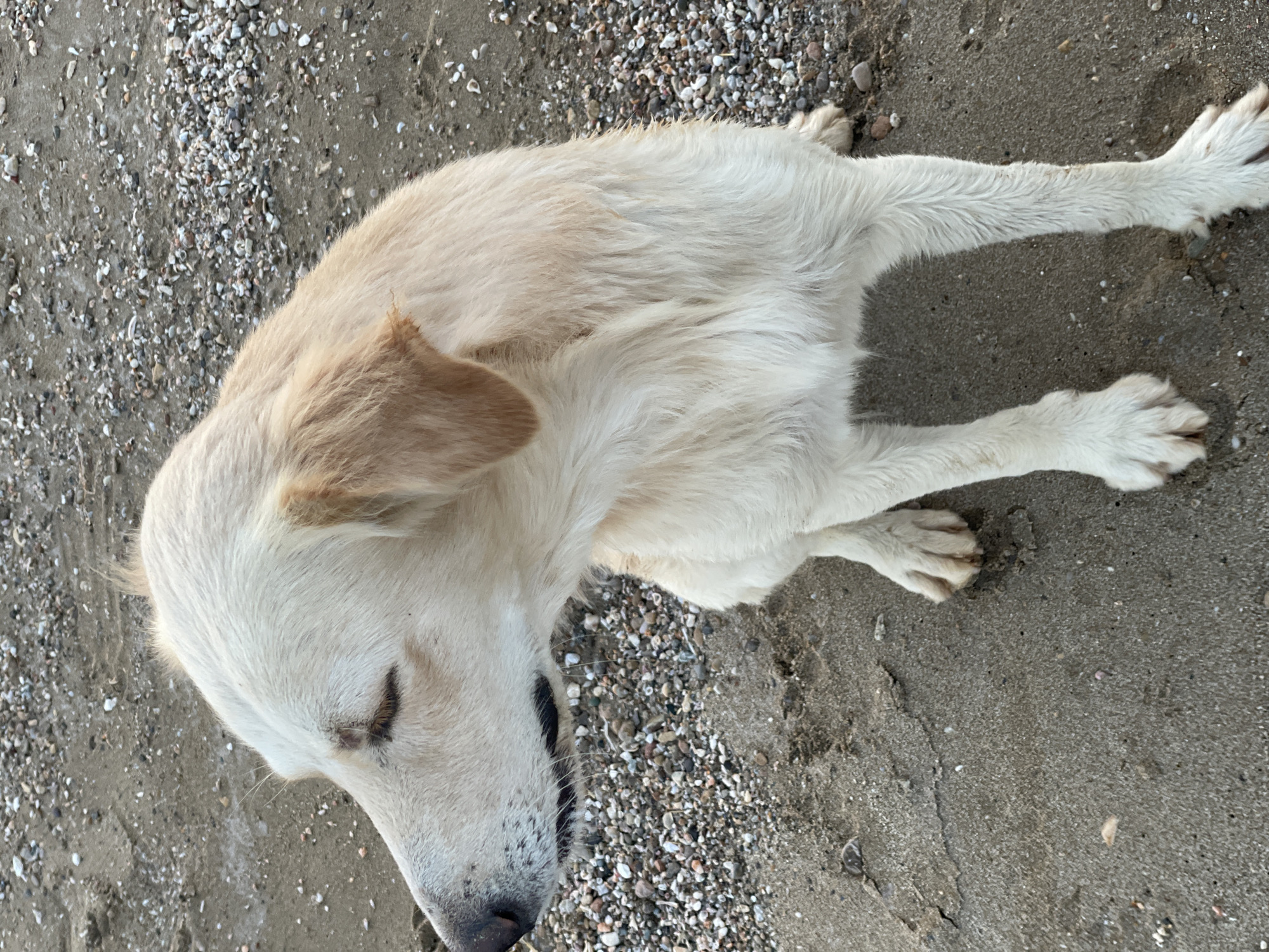 An adult, light-colored dog with floppy ears sits on a sandy and pebbly beach. The dog's head is turned to the left, with its eyes closed. The background consists of sand and small pebbles. The lighting suggests it is daytime. The scene is located on a beach in Spathariko, Northern Cyprus / Cyprus.