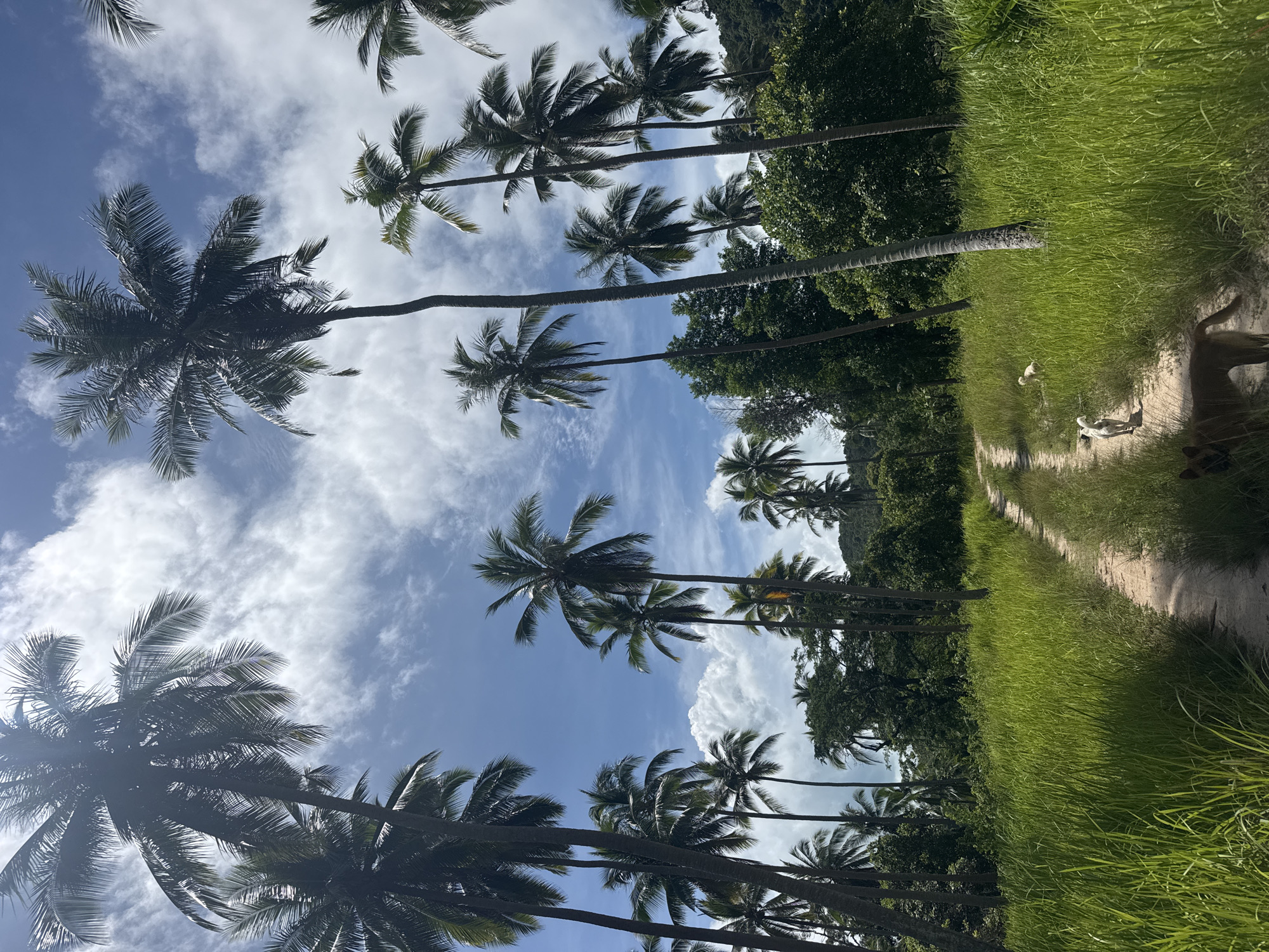 The image depicts a scene in Baan Thong Nang, Thailand. Palm trees dominate the view, framing a blue sky with scattered clouds. A dirt path cuts through lush green grass, leading towards dense foliage. Several domestic fowl are visible on the path.