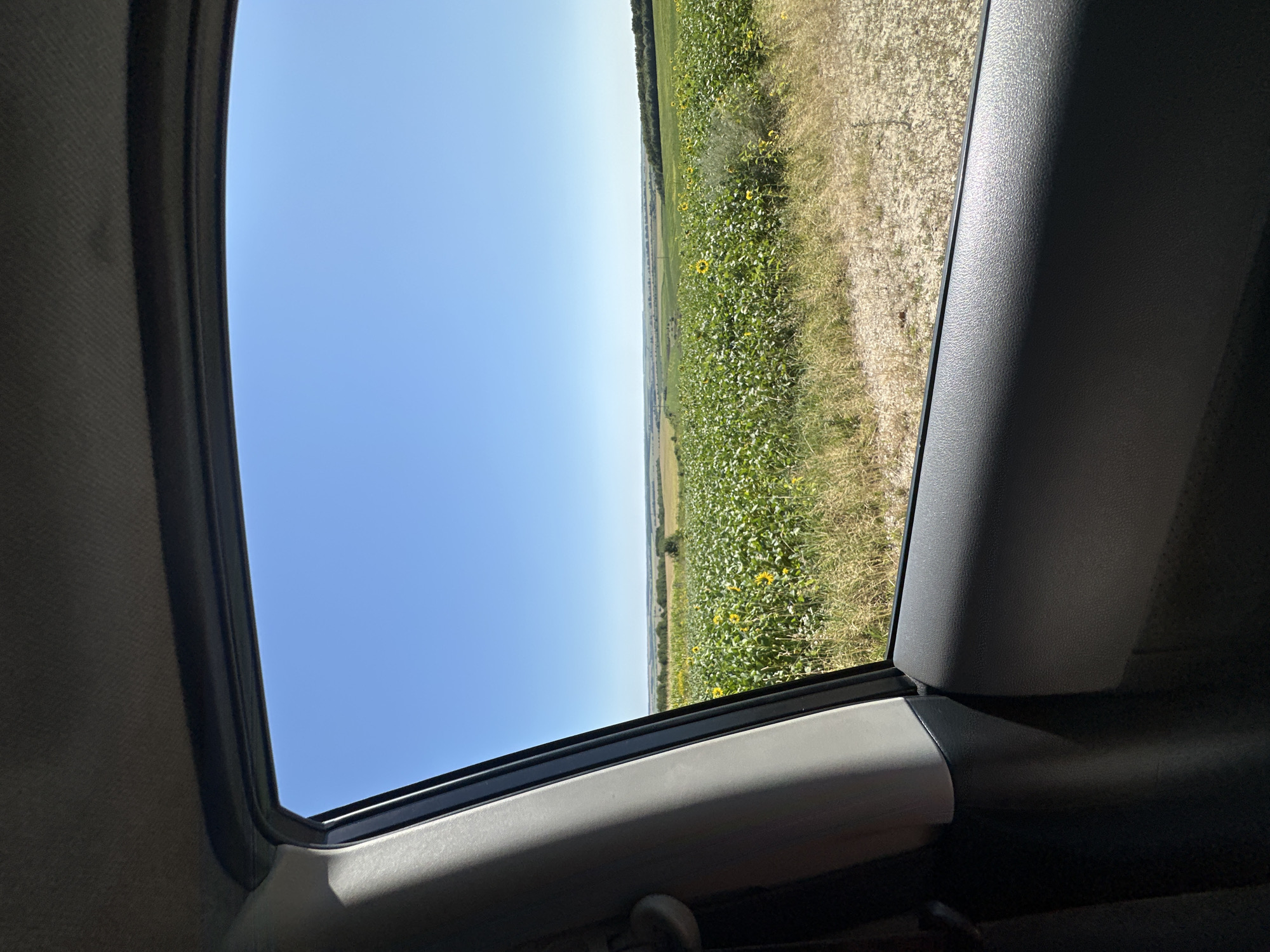 This is a photograph taken from inside a vehicle, looking out through the passenger side window. The window frame and part of the interior door panel are visible in the foreground, rendered in shades of gray and black. The view outside the window reveals a wide expanse of a sunflower field under a clear blue sky. The sunflowers, characterized by their green leaves and yellow petals, stretch across the landscape, dotted with occasional patches of dry grass and vegetation. In the distance, a treeline is visible, bordering rolling hills that fade into the horizon. The overall impression is one of a rural, agricultural setting on a sunny day.
