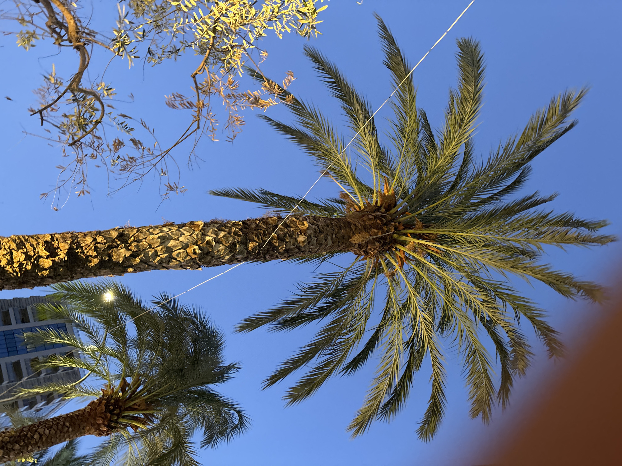 This image depicts a close-up, low-angle view of palm trees against a clear blue sky, with hints of a cityscape in the background. The primary subject is a tall palm tree with a textured, brown trunk and vibrant green fronds, illuminated from below, casting a warm glow. To the left, a smaller tree with delicate branches and sparse leaves is visible, also lit by an unseen light source. A second, smaller palm tree is situated to the right and further back, with its fronds less defined. In the background, a modern building with a glass facade is partially visible, suggesting an urban or resort setting. String lights are strung between the palm trees, adding a decorative element. The overall scene is peaceful and suggests an evening or twilight setting in a warm climate. While the image does not explicitly show Budva, Montenegro, the presence of palm trees, coastal architecture, and string lights are characteristic of many areas in Budva, particularly along its promenade or in hotel grounds.