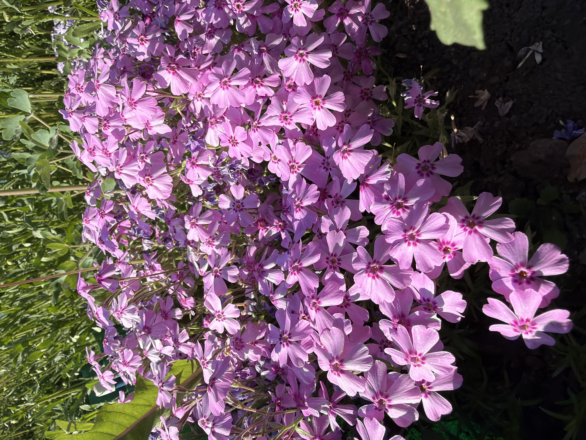 The image shows a dense cluster of pink flowers, likely creeping phlox, in an outdoor setting. The flowers are the dominant subject, with some green foliage and soil visible around the edges of the cluster. Sunlight is illuminating the flowers, creating highlights and shadows across the scene. The location is Unknown, Unknown.