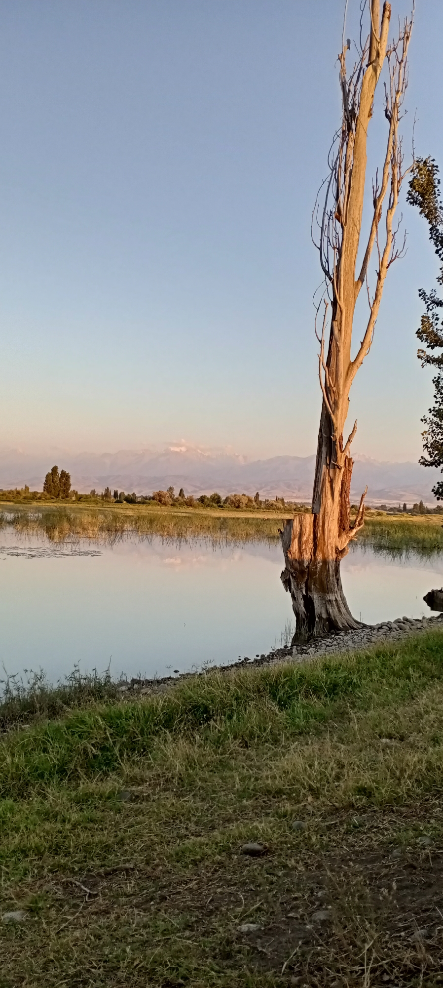 The image depicts a serene natural landscape on the outskirts of the city of Aral, Kyrgyzstan. The foreground is dominated by lush green grass and a dirt path leading to the edge of a calm body of water, possibly a lake or a slow-moving river. A prominent, weathered, and partially hollowed tree stump stands on the right side of the frame, its bare branches reaching towards the clear, pale blue sky. The water reflects the sky and the distant landscape, creating a mirror-like effect. Across the water, a verdant plain is dotted with trees and vegetation, leading to a range of majestic mountains in the background. The mountains, tinged with a soft, rosy hue, suggest that the photograph was taken during either sunrise or sunset, with the sky transitioning through shades of blue and light pink. The overall atmosphere is peaceful and tranquil, showcasing the natural beauty of the region surrounding Aral. There are no people or animals visible in the image.