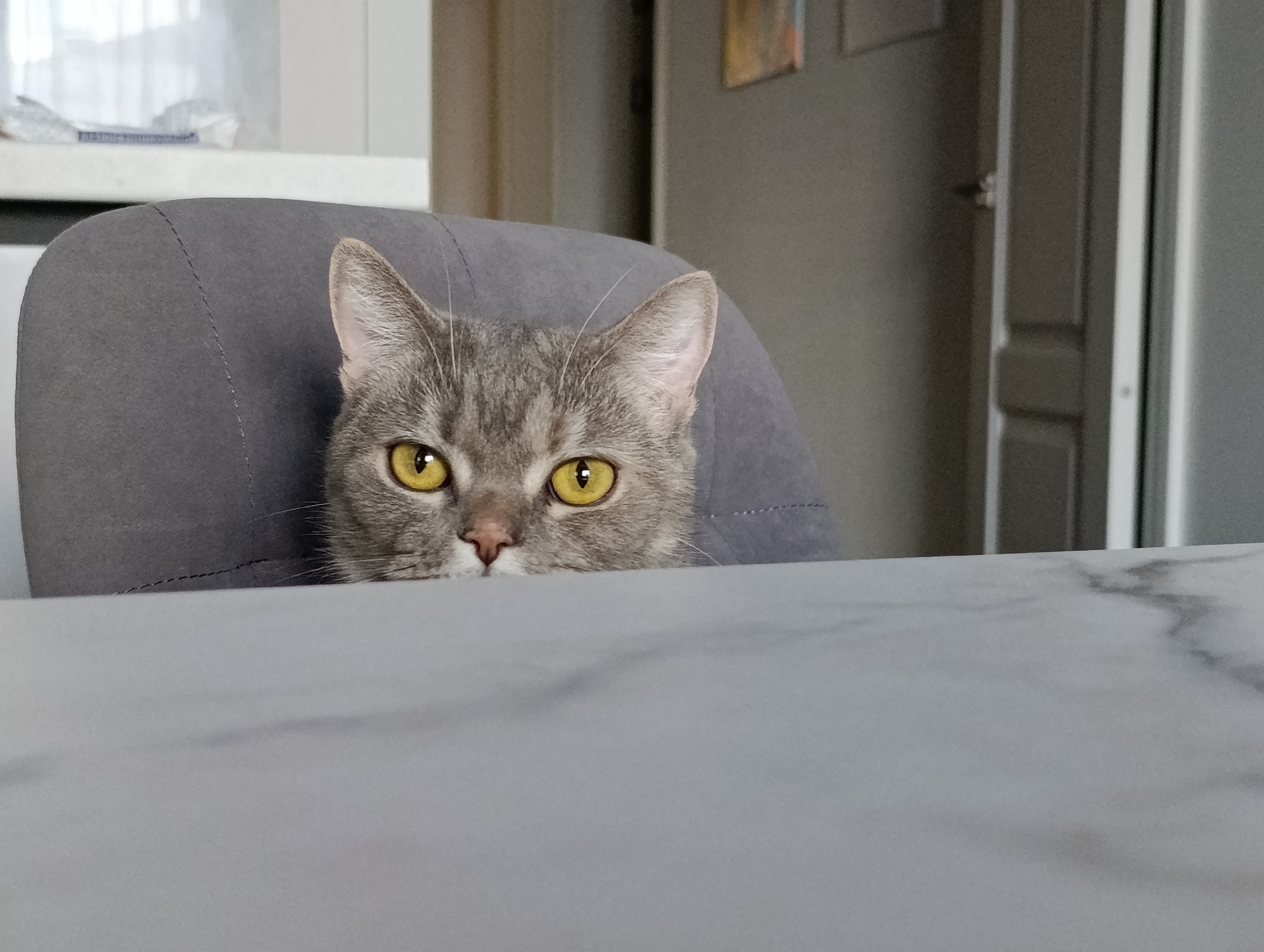 A gray tabby cat with yellow eyes peeks over a light gray marble-patterned table. The cat is sitting behind a gray fabric chair. The background features a doorway and a cabinet or refrigerator. Based on information in its database, the city of Chaikovsky is in Russia, but there is nothing in the image that indicates this specific location.