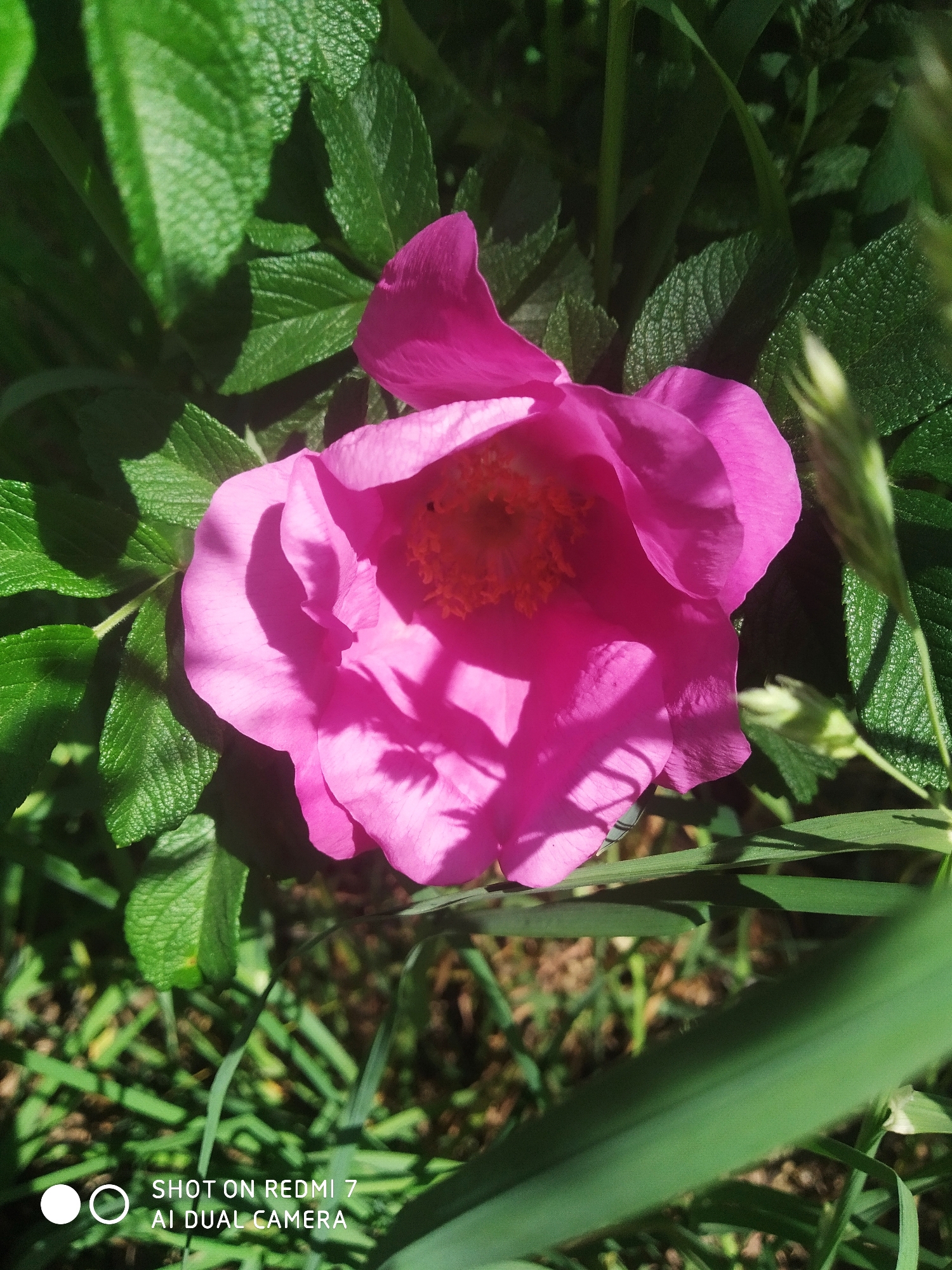 A close-up captures a vibrant pink flower with multiple petals surrounding a cluster of orange stamens at its center. The flower is nestled among green foliage, with leaves displaying a textured surface. Blades of grass and other vegetation fill the lower portion of the image. The bottom left corner has text: "SHOT ON REDMI 7 AI DUAL CAMERA". The location, Chaikovsky, Russia, cannot be verified from the visual information.