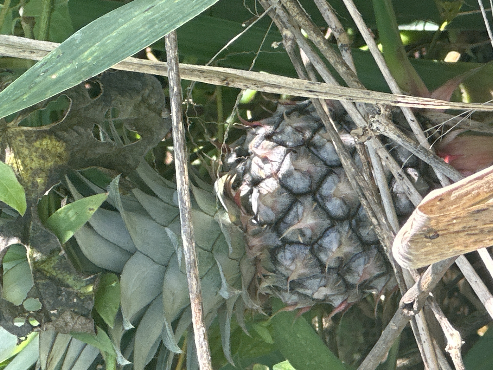 The image depicts a pineapple growing amidst dense vegetation. The pineapple is partially obscured by the surrounding leaves and twigs. The leaves exhibit varying degrees of decay and insect damage. The environment appears to be a natural setting, possibly a garden or overgrown area. The location is Ikot Ekpene, Nigeria. No people are visible.