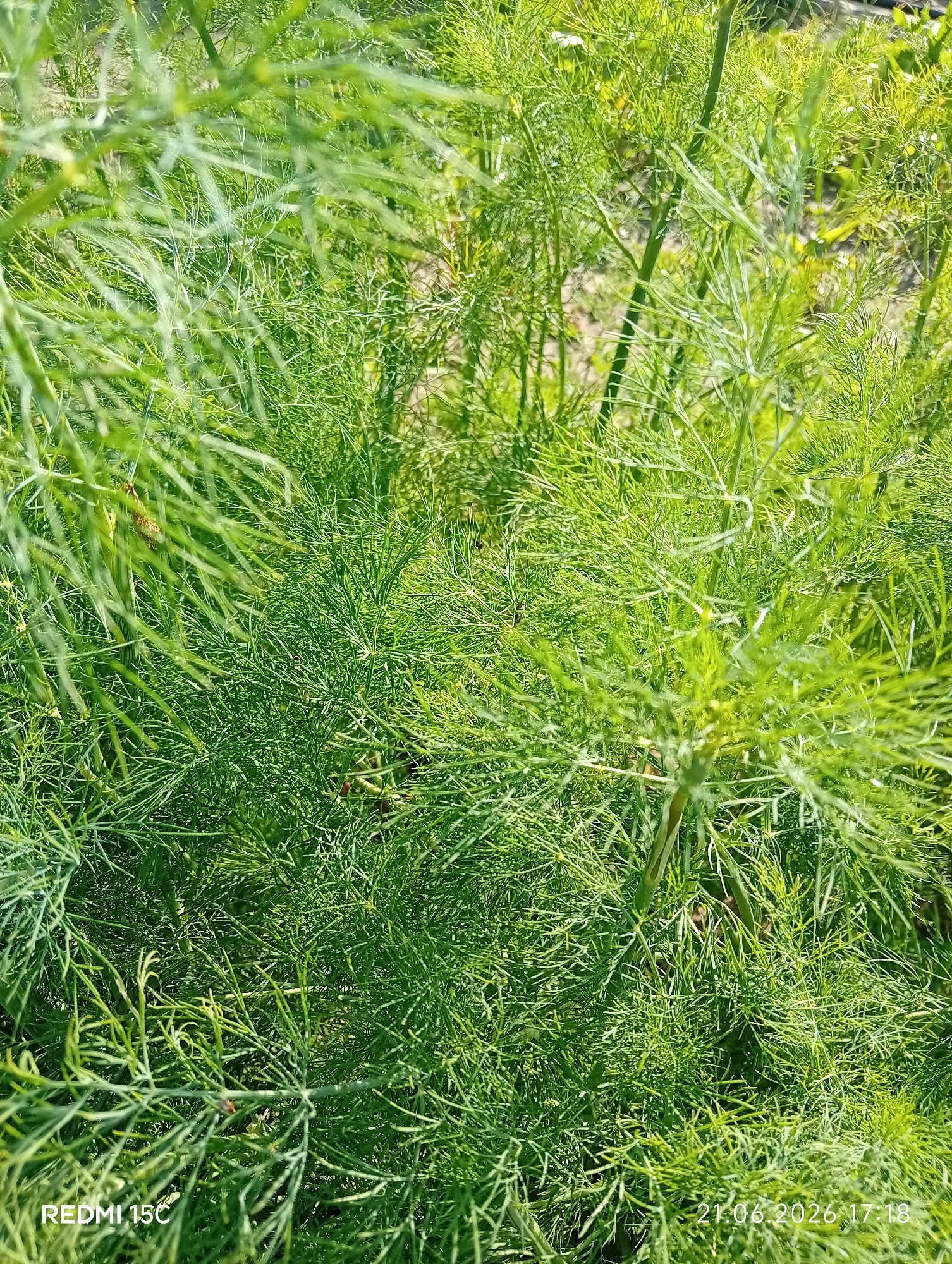 The image shows a close-up view of dill plants in a garden. The dill is lush and green, with feathery fronds. The sunlight filters through the leaves, creating a dappled effect. The background is blurred, but appears to be other plants and soil. The lower left corner of the image has the text "REDMI 15C" and the lower right corner has the text "21.06.2026 17:18". The scene is likely in Mykolaivka, Ukraine, as indicated by the prompt. No people or animals are visible in the image.