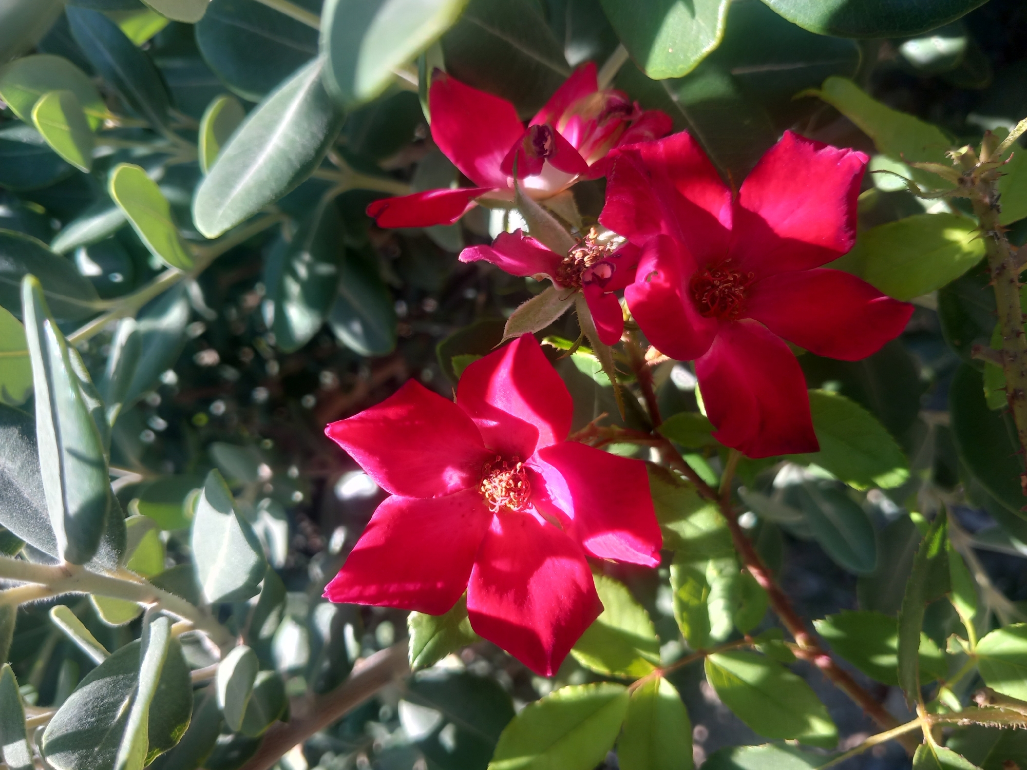 The image shows a close-up of several bright red roses with green leaves. The roses are in various stages of bloom, with some fully open and others partially closed. The background is a blur of green foliage, indicating an outdoor setting. There are no people or animals visible in the image. The lighting suggests it is daytime, with sunlight filtering through the leaves and casting shadows. The scene appears to be in a garden or natural environment. There is no information about the location being in the city of Άγιος Νεκτάριος, Greece.