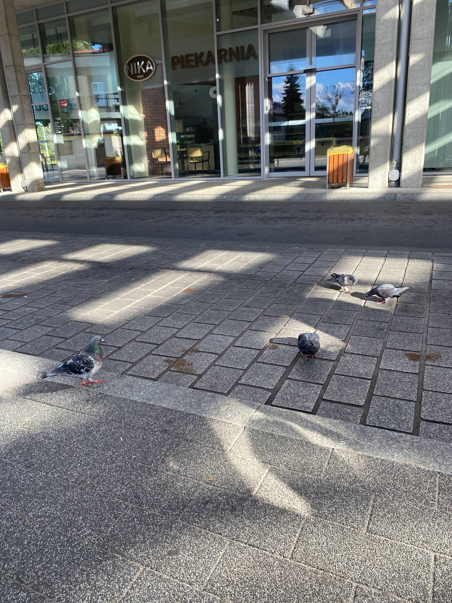The image shows a street scene with a bakery in the background. There are four pigeons on a paved walkway in front of the bakery. The bakery has large glass windows and a sign that says "NIKA PIEKARNIA 1993". There are shadows cast by sunlight on the walkway. The location is the street in front of the NIKA bakery at Rynek 17 in Nowy Sącz, Poland.
