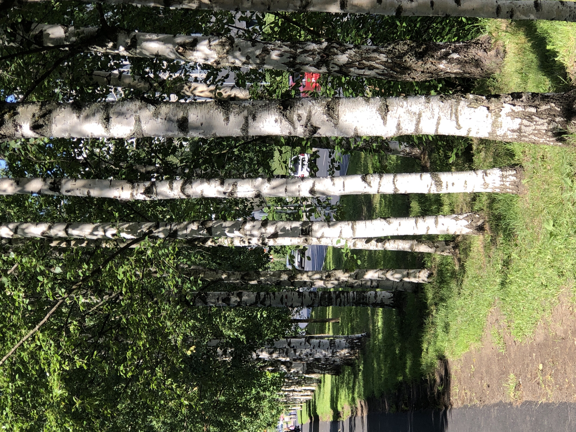 The image shows a line of birch trees with white bark, framing a road or path. The trees are densely leafed, suggesting it is summer. The perspective is from behind the trees, looking down the path. Sunlight filters through the leaves, creating dappled shadows on the ground. In the distance, a red vehicle is visible, along with what appear to be other cars and possibly buildings. The scene suggests a park or a residential area with tree-lined streets. The weather appears to be sunny and pleasant. The image is taken from a low angle, close to the ground, looking upwards at the trees. The overall impression is one of a peaceful, natural setting with hints of urban life in the background.