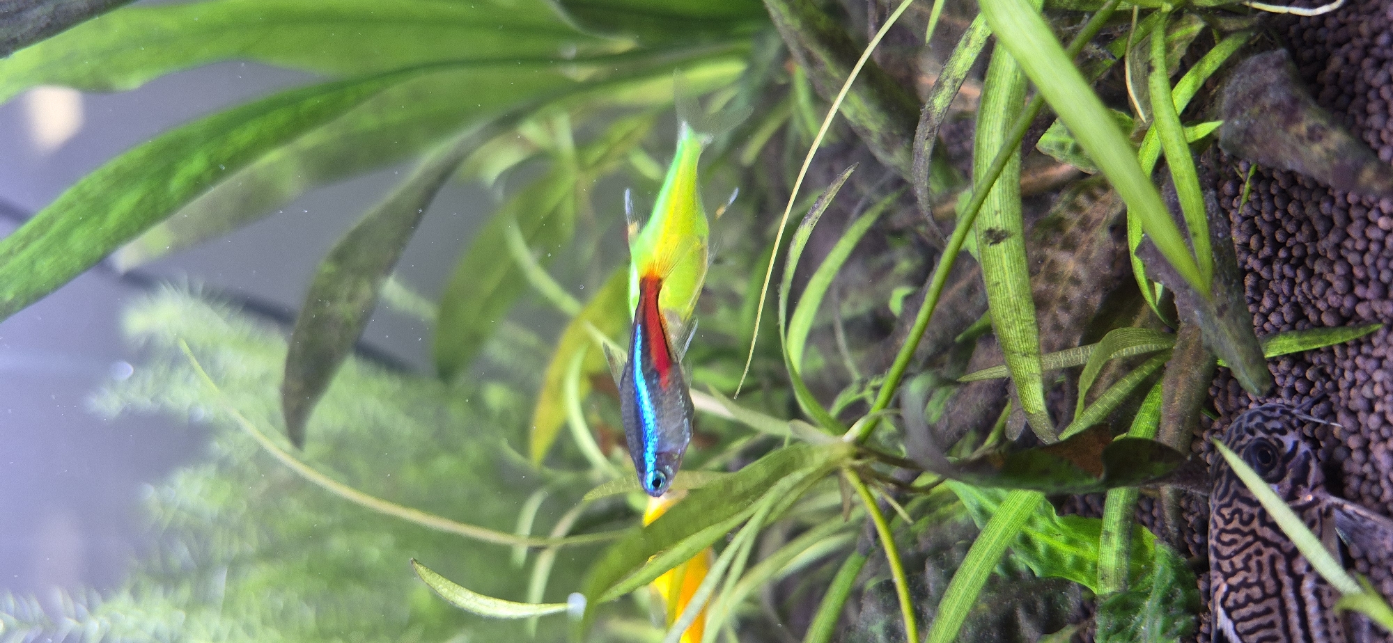 This is a close-up, eye-level, vertical shot of a freshwater aquarium. The main subject is a neon tetra fish, characterized by its bright blue and red stripe, swimming among lush green aquatic plants. A Corydoras catfish with a distinctive black and white striped pattern is partially visible at the bottom left of the frame, resting on the substrate. The substrate appears to be a dark, granular material, possibly aquasoil. The lighting creates a vibrant, underwater atmosphere. There is no indication of Ussurijsk, Russia, or any urban environment.
