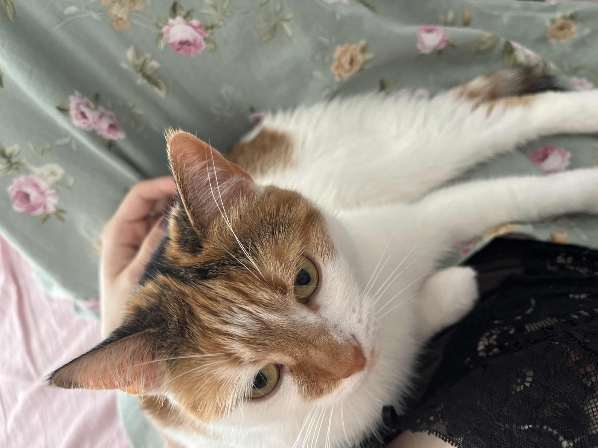 A calico cat is being held by a person. The cat has white, orange, and black fur. The person's hand is visible, gently stroking the cat's head. The cat is resting on the person's lap, which is covered by a green floral fabric. A black lace garment is also visible on the person's lap. The background includes a pink surface, possibly a bed or blanket, and a muted green fabric with a floral pattern. The image appears to be taken indoors.