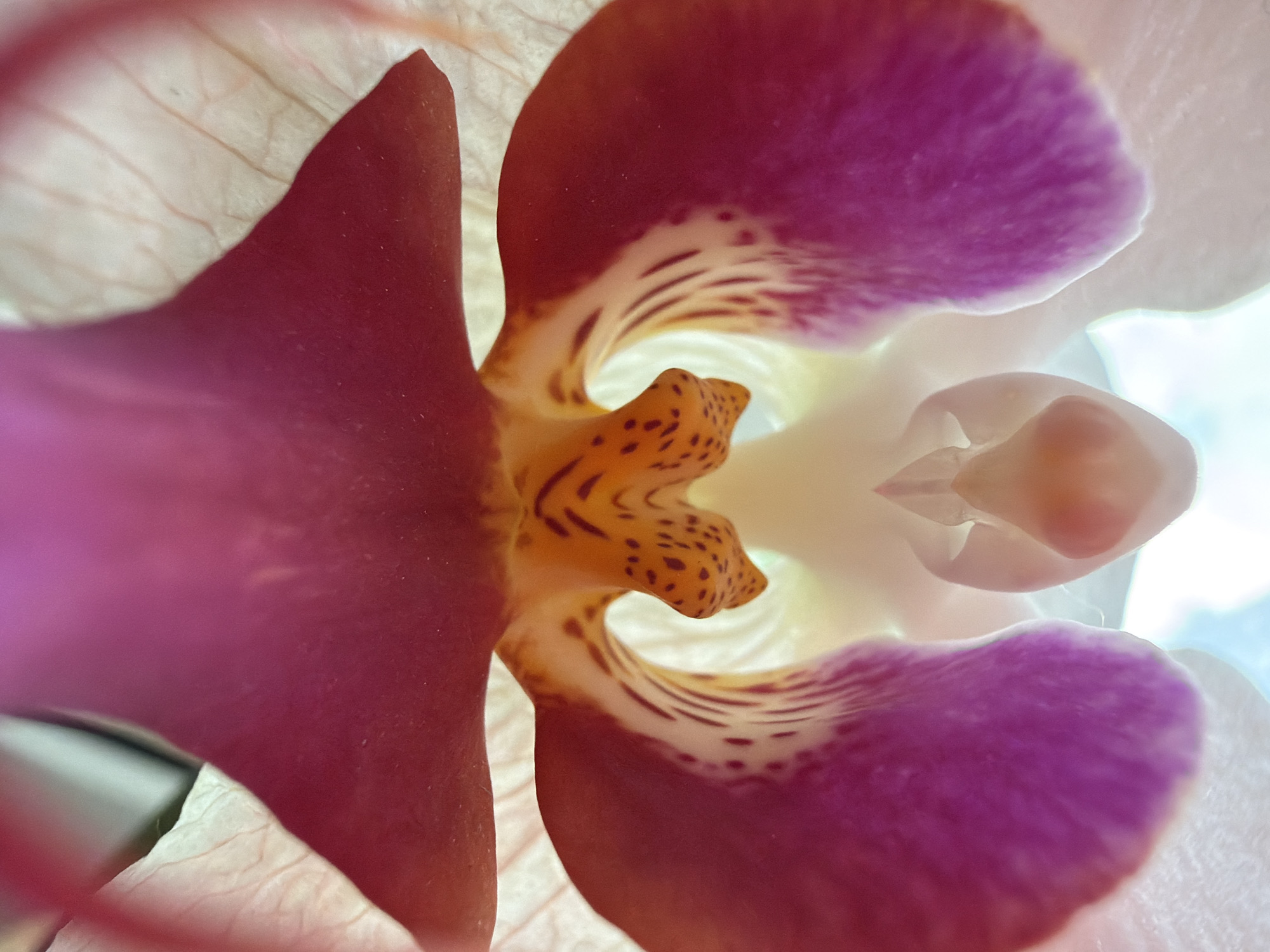 This is a close-up, macro photograph of the intricate center of an orchid. The image is dominated by shades of pink, purple, orange, and white. The central structure of the orchid, likely the column and labellum, is highly detailed, featuring delicate patterns of spots and stripes in orange and dark brown against a pale yellow background. Two large, prominent petals, one on the left and one on the right, display vibrant magenta coloring with delicate veins. The overall lighting suggests it is an indoor shot, possibly near a window, as there is a bright, diffused light source illuminating the translucent petals from behind, creating a soft glow and revealing the fine textures. The background is out of focus and appears to be a bright sky or well-lit area. There is no discernible connection to any specific location in the city of Тимоново, Russia, or any people, actions, or interactions.