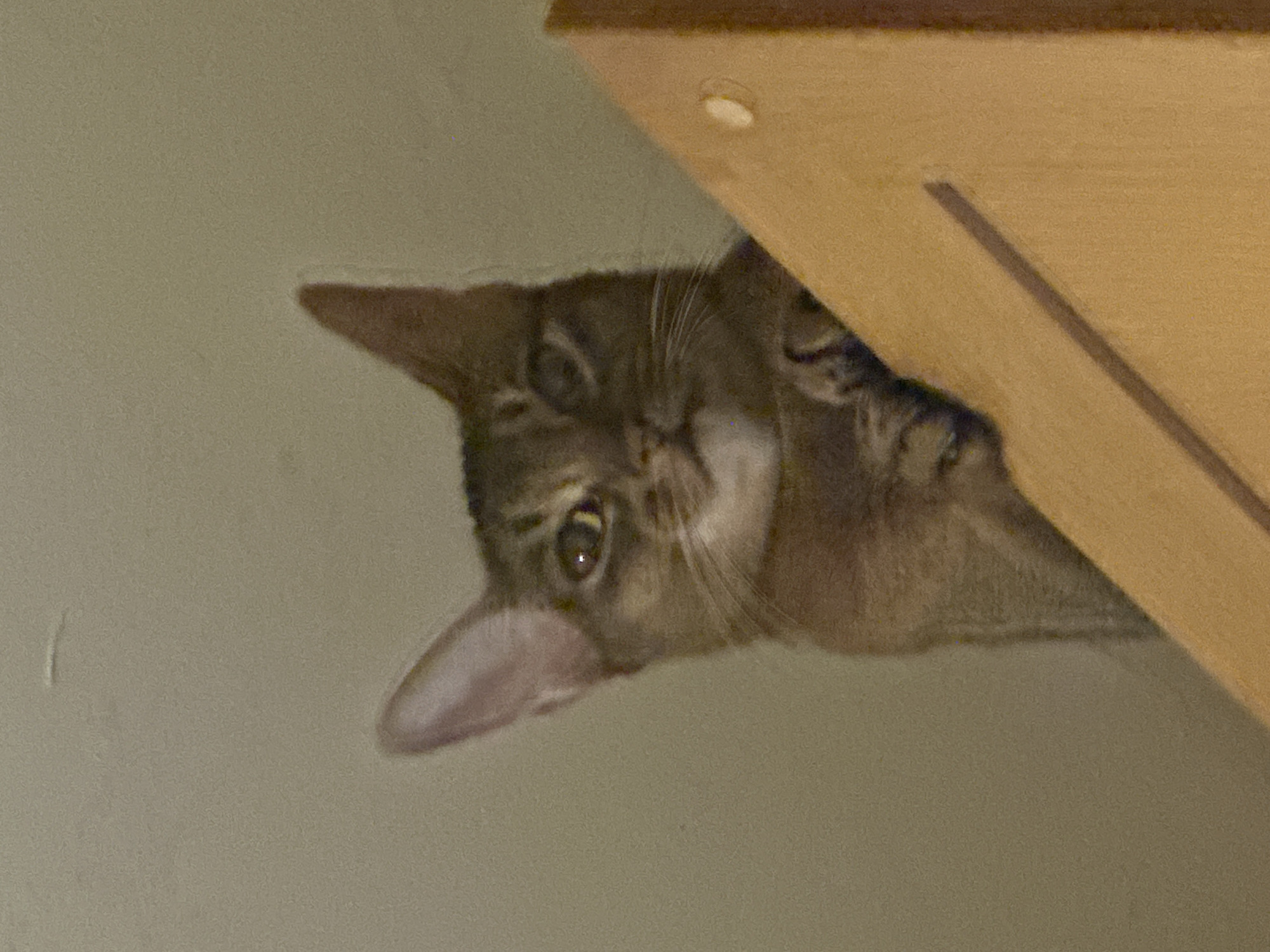 A close-up shot depicts a brown tabby cat partially hidden under a light brown wooden cabinet. The cat's head is visible, with one ear prominently displayed and a single eye looking directly at the viewer. The background is a muted beige color, likely a wall. The location is not discernible from the image.