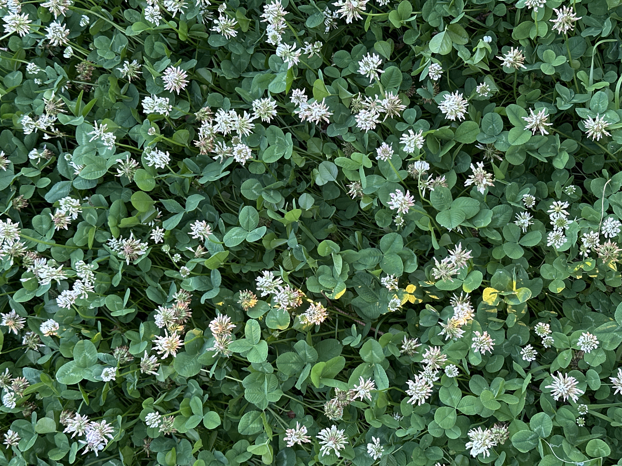 This is a high-angle, close-up, full-frame shot of a field of white clover flowers and green leaves. The clover is dense, with many flowers and leaves overlapping each other. Some of the flowers are in full bloom, with delicate white petals, while others are still in bud or beginning to fade. The leaves are a vibrant green, with the characteristic three-lobed shape of clover. The lighting suggests it is daytime, possibly late afternoon or early morning, as there are some areas of dappled light and shadow, creating a natural and slightly textured appearance. The overall impression is one of natural beauty and abundance in a rural setting. There is no visible text in the image. The location context is Myronivka, Ukraine.