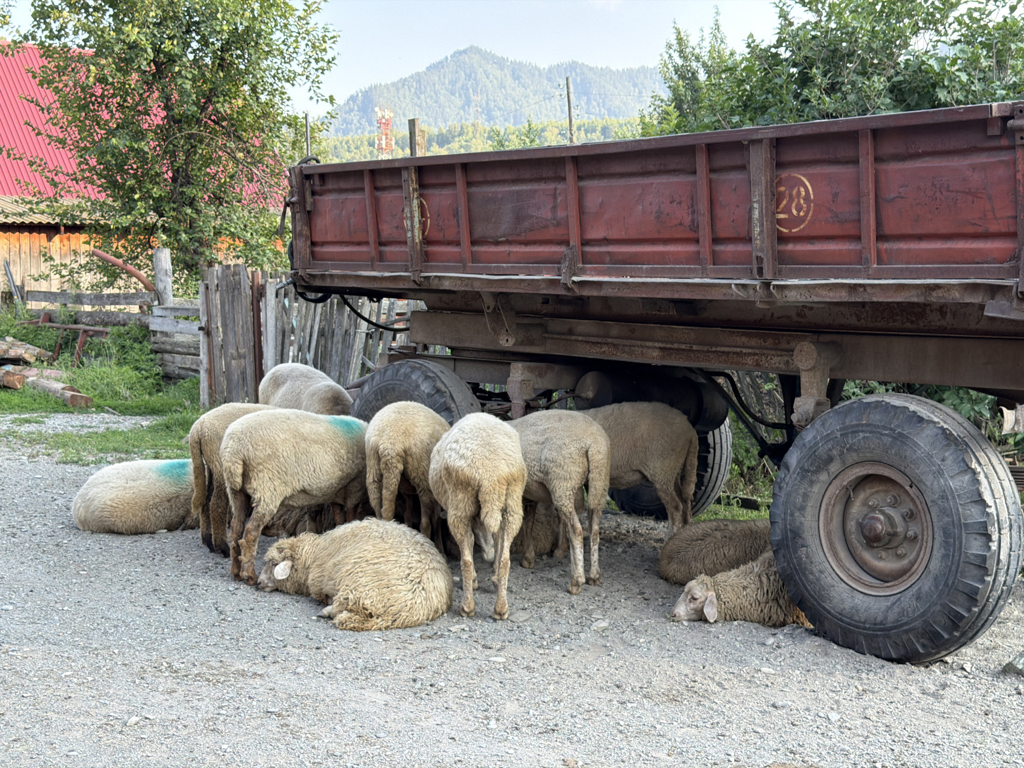 The image depicts a rural scene likely in or near Anos, Russia, featuring a herd of sheep resting in the shade of a rustic, weathered red trailer. The trailer, positioned on a gravelly surface, has visible signs of age and use, including rust and a stenciled number "28" within a circle on its side. Several sheep, distinguished by their light-colored wool, are either lying down or standing clustered together. Two sheep in the foreground are lying on the ground, one with its head resting near a large, worn tire of the trailer. Other sheep are standing, some with their backs to the viewer. A portion of a wooden fence and overgrown vegetation are visible in the background, along with a red-roofed building and a distant, tree-covered mountain range. The overall impression is one of a quiet, pastoral setting.