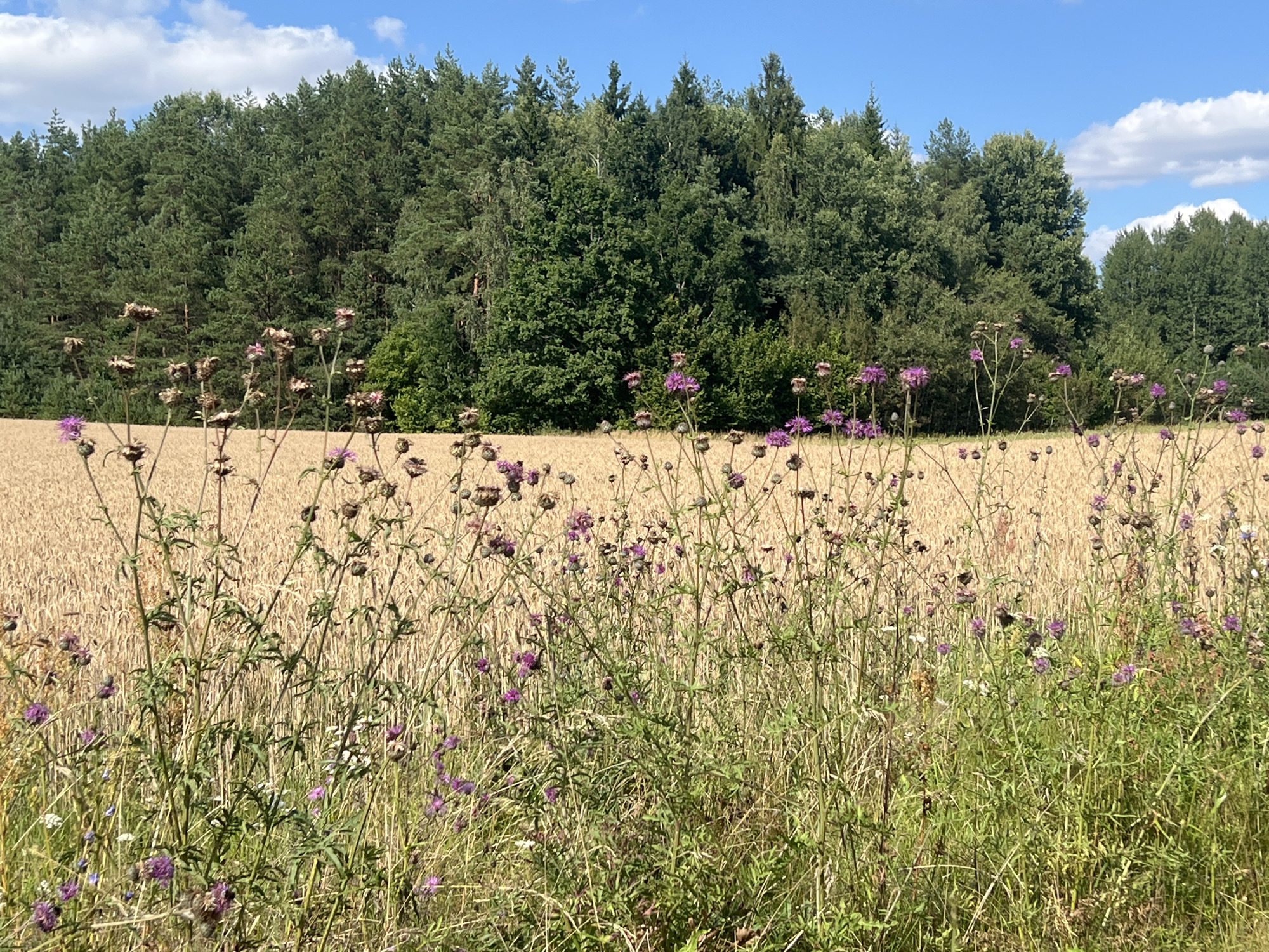 The image depicts a rural landscape with a field of dry, golden wheat in the mid-ground, bordering a dense forest of green trees in the background. In the foreground, wild purple thistle-like flowers and tall green grass grow. The sky is blue with scattered white clouds. The scene is likely located in the vicinity of Norviliškės, Lithuania, given the presence of agricultural fields and forests typical of the region. No people or animals are visible in the image, and no specific actions or interactions are occurring. The environment is natural and appears to be a sunny day.