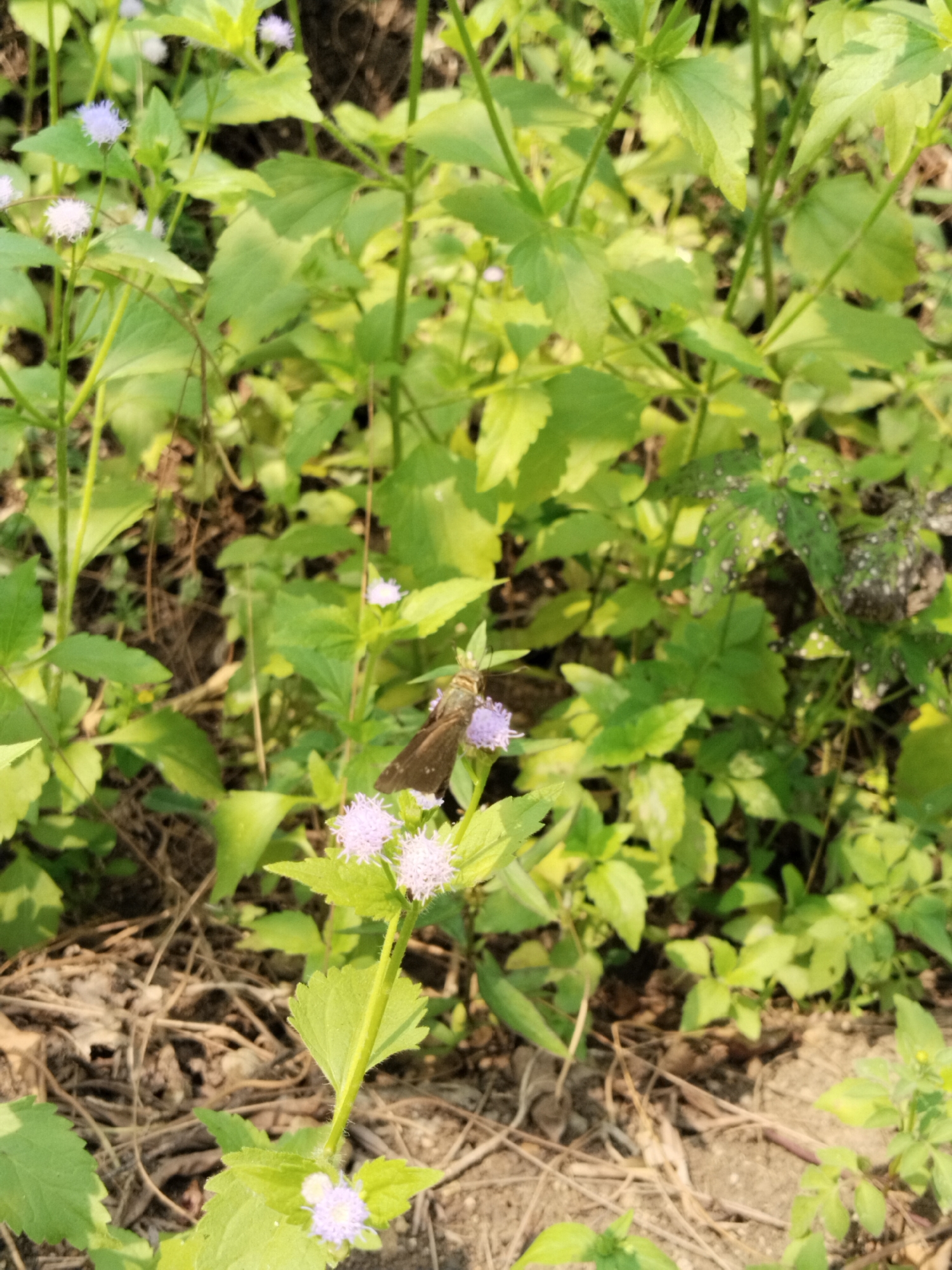 The image displays an outdoor scene captured in the city of Unknown, Unknown, focusing on vegetation and a small insect. A dark brown skipper butterfly with light brown markings is centrally positioned, perched on a cluster of light purple to white, spiky-headed flowers. The butterfly is oriented with its head facing slightly right. The flowers grow on green, herbaceous stems with light green leaves, some of which exhibit fine hairs on their margins.
The background and foreground consist primarily of dense green foliage from various plants, characteristic of a weedy or overgrown area. Some leaves in the upper right quadrant display distinct white spots, indicative of disease or pest damage. The ground, visible in the lower half of the image, is dry earth interspersed with fallen brown leaves and small twigs. The scene is illuminated by natural light, suggesting a bright outdoor environment. No people or other prominent objects are visible.