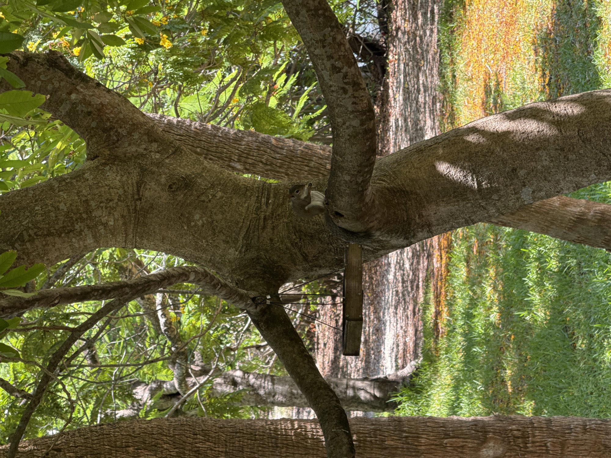 In Fort Lauderdale, Florida, a squirrel is perched on a tree branch, holding a small piece of food in its paws. The squirrel is facing left, with its body angled towards the viewer. The tree it is on has a thick, textured trunk and several branches extending outwards. A bird feeder, made of dark wood, is suspended by wires from one of the branches, located to the left of the squirrel. The background consists of lush green grass, dappled with sunlight and shadows from the surrounding trees. In the distance, more trees and foliage can be seen, with a hint of water, possibly a canal or pond, visible in the far background. The overall scene depicts a natural outdoor environment, likely a park or backyard, bathed in the warm light of day.