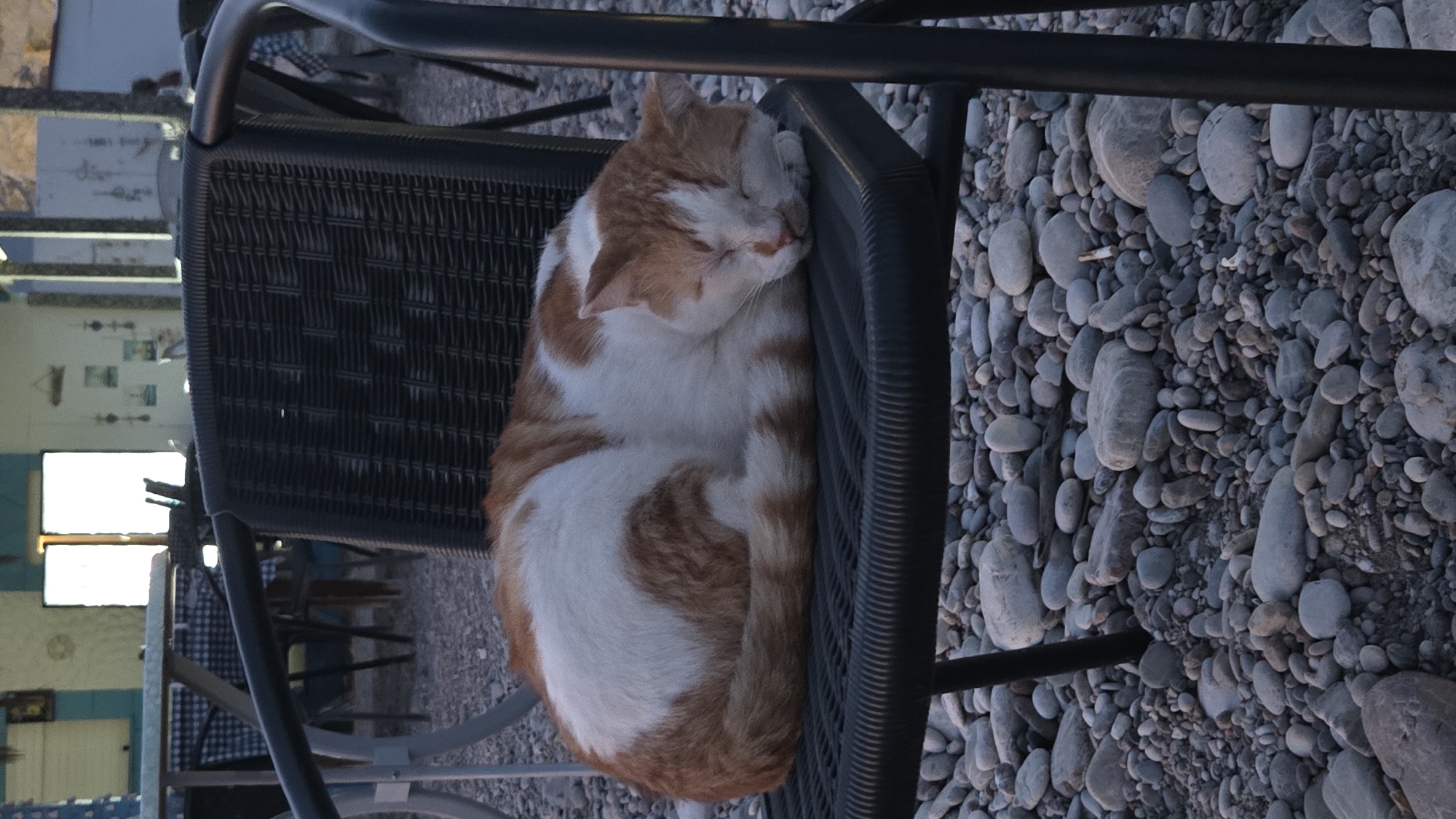 A ginger and white cat is sleeping curled up on a dark woven chair. The chair is positioned on a surface covered with smooth, grey pebbles, suggesting an outdoor location like a beach or a seaside cafe. In the background, there are tables and chairs, some with blue and white checkered tablecloths, and a building with open doorways and windows, indicative of a cafe or restaurant. The lighting suggests it is either early morning or late evening. The scene appears to be located in Rhodes, Greece, given the style of the cafe and the natural surroundings.