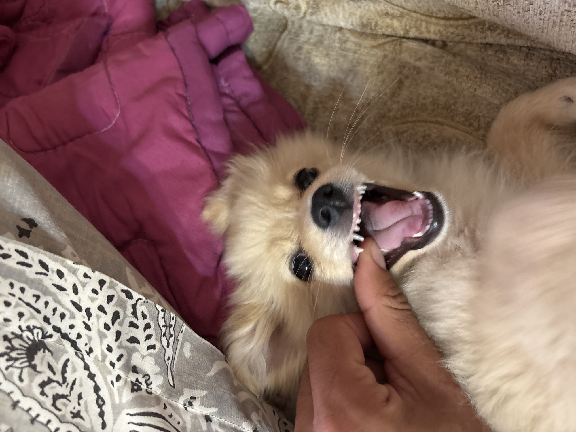 A close-up, top-down shot shows a light-colored Pomeranian puppy with its mouth wide open, revealing sharp teeth and a pink tongue. A person's hand is gently holding the puppy's jaw open. The puppy is partially covered by a patterned grey and white fabric on the left and a bright pink quilted blanket on the right, suggesting an indoor setting. The background is a textured, tan surface. There is no identifiable location in the city of Tankovo, Bulgaria.