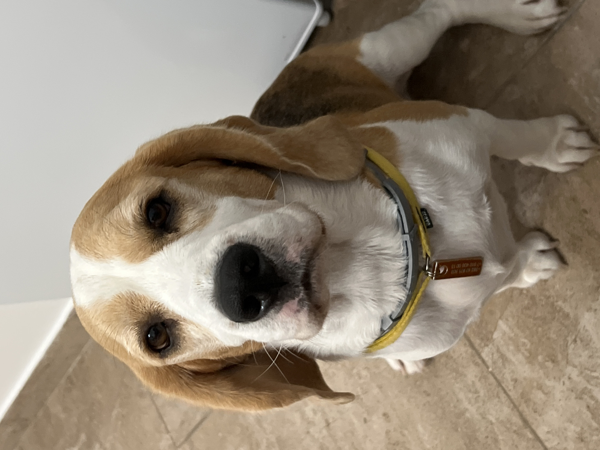 A beagle dog sits on a tiled floor, looking directly at the camera. The dog has brown and white fur, with long floppy ears. It is wearing a yellow collar with a metal tag. The background is a white wall and a tiled floor. The image is a medium shot, with the dog filling most of the frame. The lighting is natural, coming from an unseen source to the right. The dog appears to be indoors. There is no information in the image that indicates the location in Budva, Montenegro.