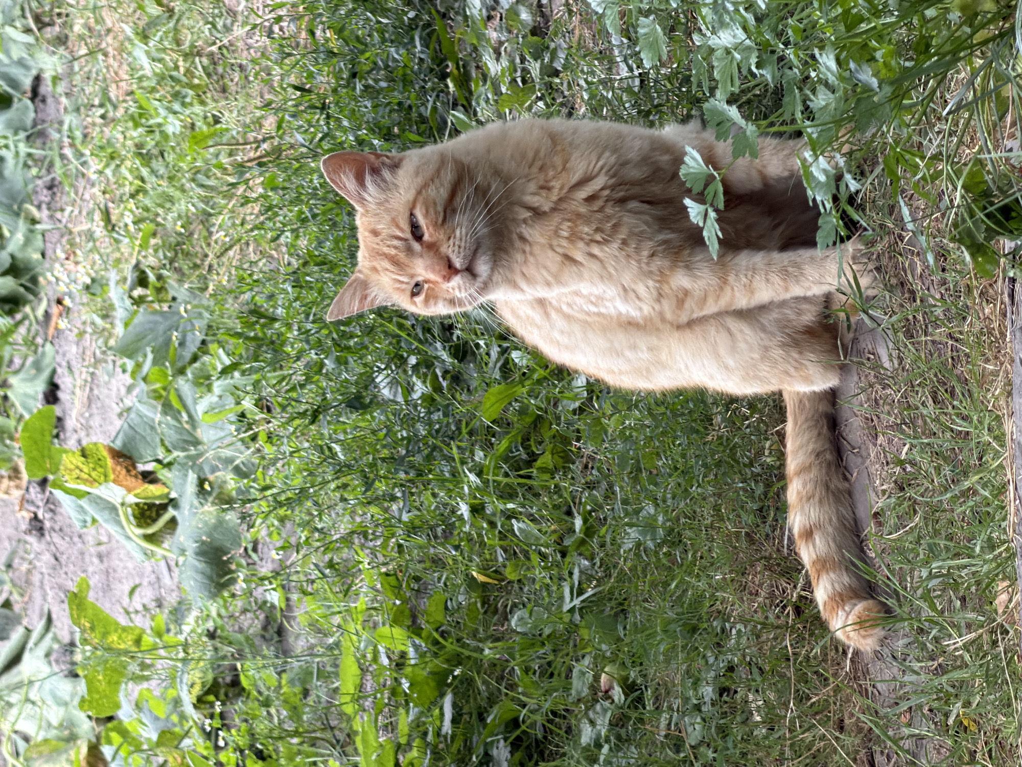 A ginger cat is sitting in the grass outdoors, likely in the city of Polonne, Ukraine. The cat is facing to the left of the frame, with its head turned slightly towards the viewer. It has a fluffy coat and a striped tail. The background consists of green vegetation and dry soil. The scene appears to be a natural or semi-natural outdoor environment.