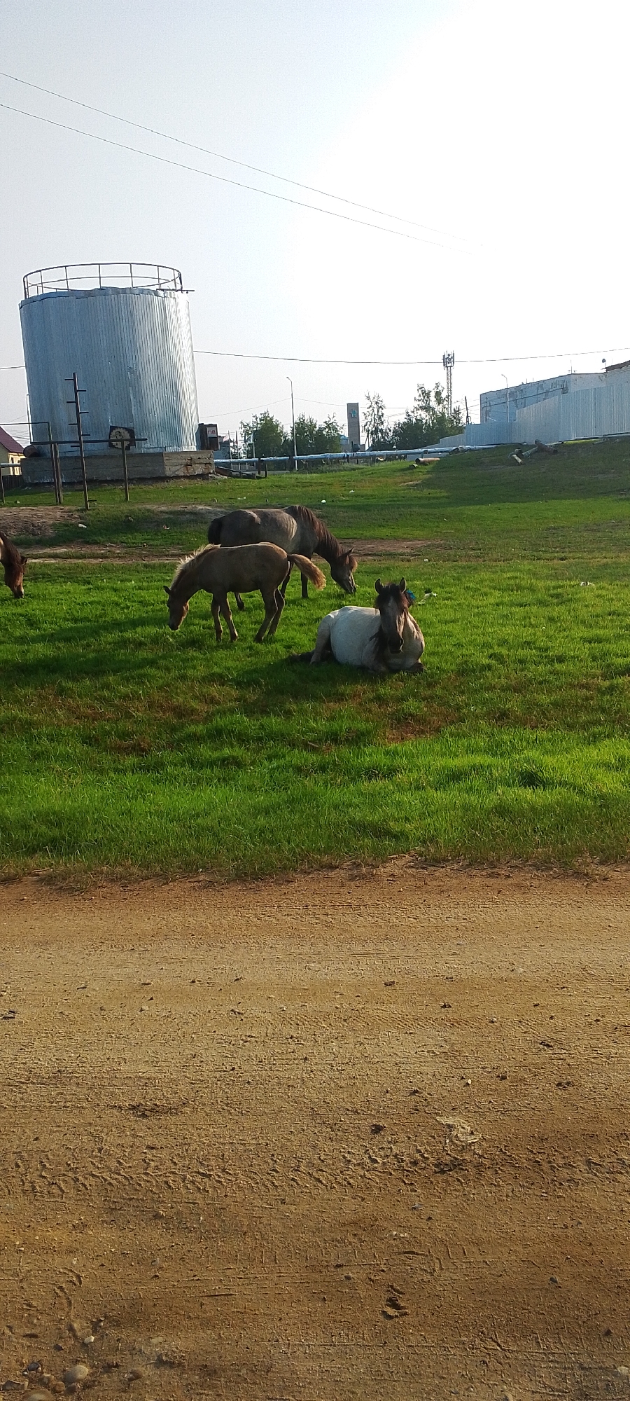 In the city of Tulagino, Russia, a herd of four horses grazes in a grassy field. A large, cylindrical, silver industrial tank stands prominently in the background, near a cluster of trees and other structures. One horse is lying down in the grass, while the other three are standing or grazing. A dirt road runs along the foreground of the image. The sky is clear and bright, suggesting a sunny day.
