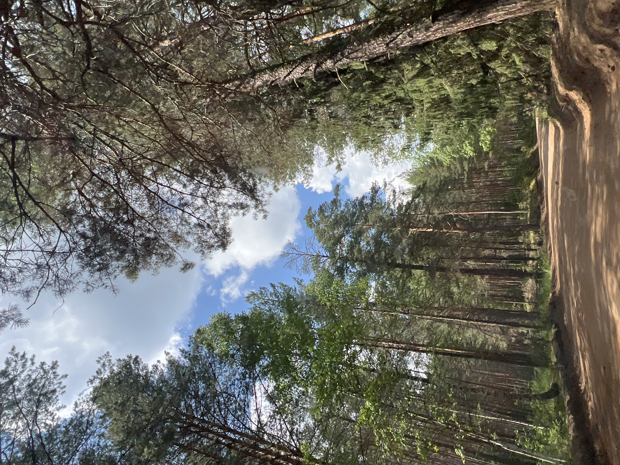 The image depicts a dirt road winding through a dense forest. Tall, slender pine trees with dark bark and green needles dominate the scene, their branches creating a canopy overhead. Sunlight filters through the trees, casting dappled shadows on the road and surrounding undergrowth. The sky is a bright blue, dotted with fluffy white clouds. The road appears to be well-traveled, with tire tracks visible in the sandy surface. The environment is natural and serene, suggesting a remote or rural location. There are no people or animals visible in the image. The overall impression is one of a peaceful, natural landscape.