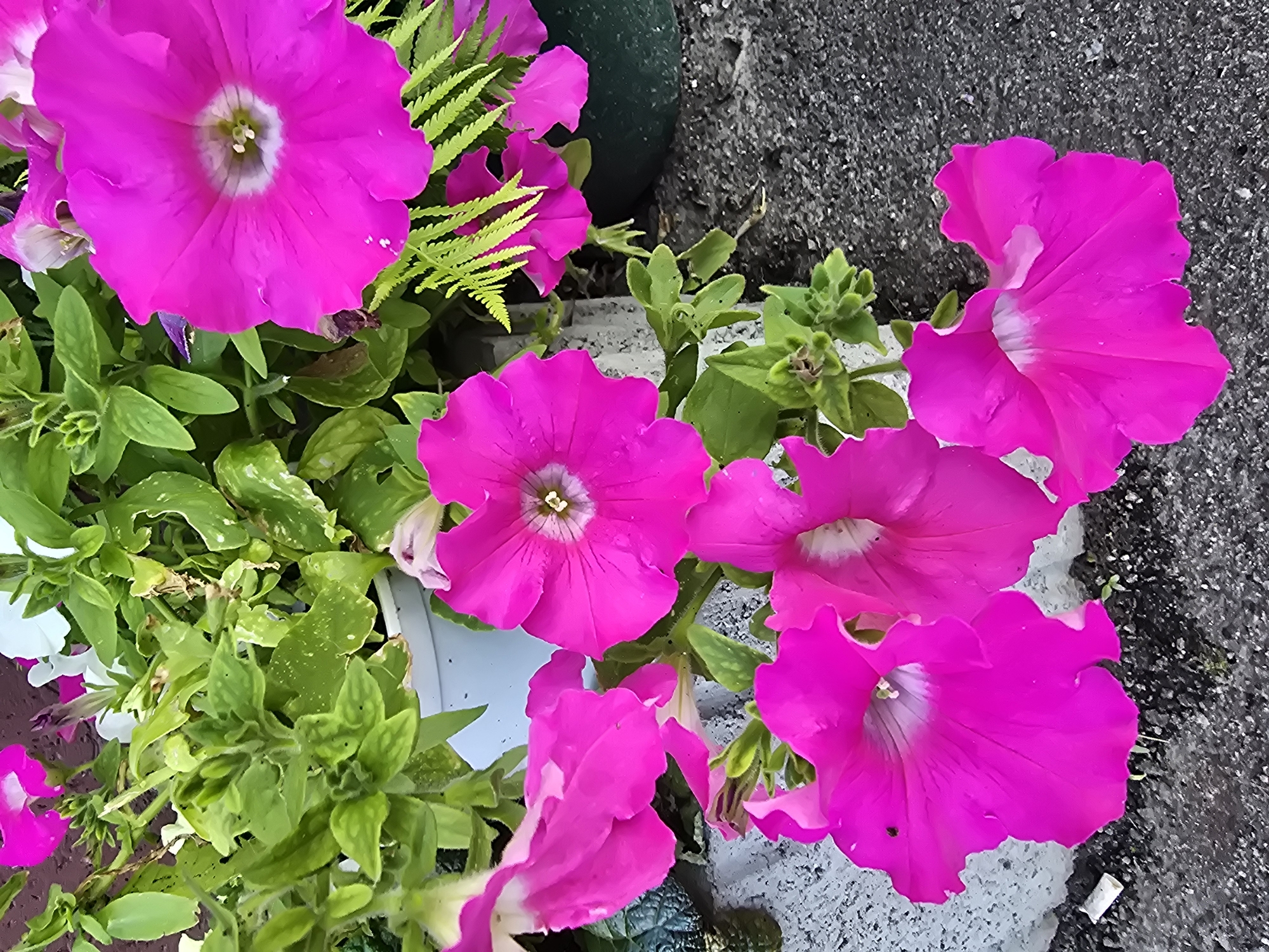 The image depicts a close-up, overhead view of vibrant magenta petunias blooming in a garden setting. The flowers, with their trumpet-shaped corollas and delicate white centers, are the primary focus. Surrounding the blossoms are lush green leaves and stems, some of which show signs of wear, such as wilting or damage. A few delicate fronds of a fern-like plant are interspersed among the petunias. The flowers appear to be planted in a white pot, partially visible in the upper center of the frame, and also in a dark green container on the right. The background consists of a rough, gray concrete surface, possibly a sidewalk or patio, with patches of dark, gravelly soil. A small, white object, resembling a discarded cigarette filter, is visible on the concrete in the lower left portion of the image. The overall impression is that of a well-tended, outdoor garden, possibly in a residential area. The location is identified as Sofiivska Borshchahivka, Ukraine. There are no people visible in the image.
