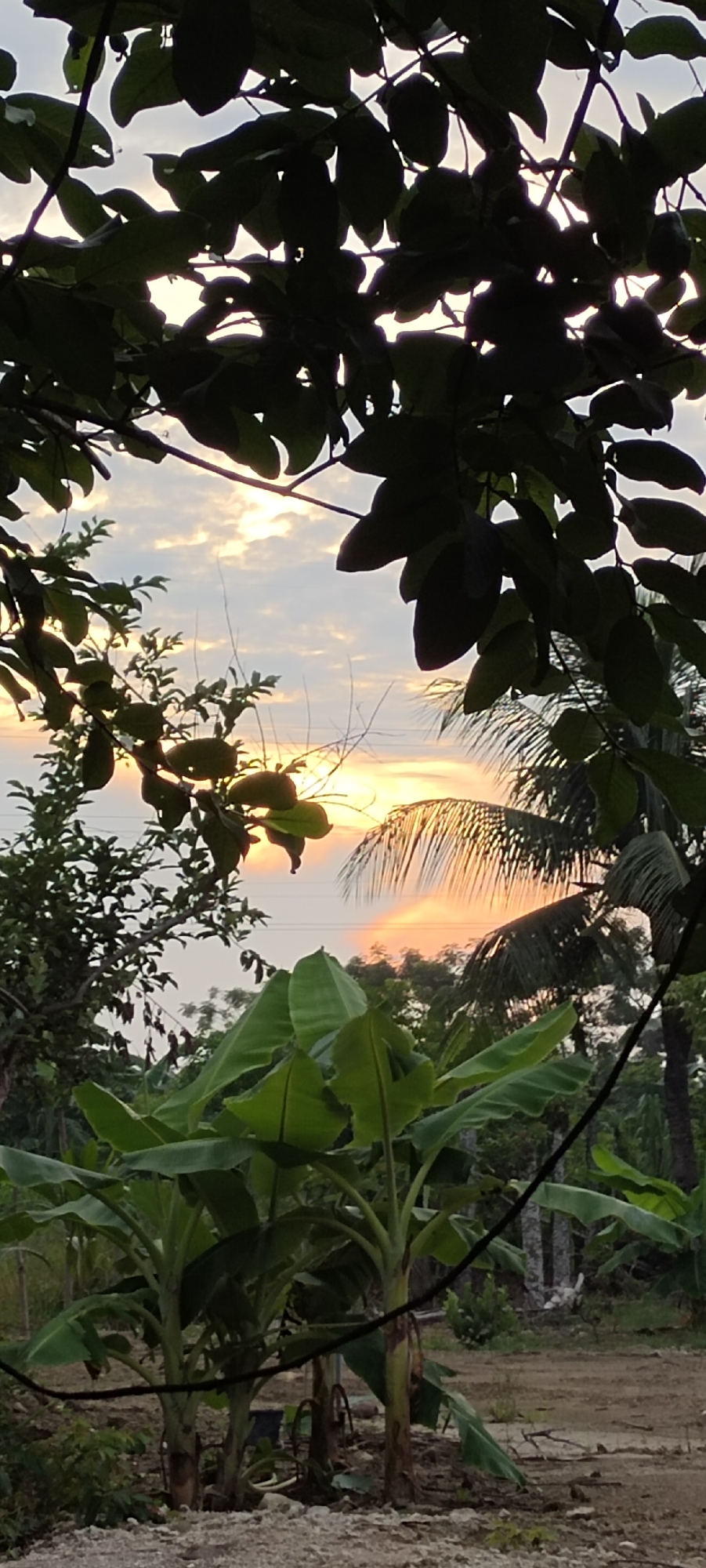 The image depicts an outdoor scene, likely in a rural or semi-rural area of Lhokseumawe, Indonesia. The foreground is dominated by lush green banana plants with their characteristic broad leaves. Behind them, a dirt or sandy ground is visible, with some scattered stones and debris. In the middle ground, various trees and vegetation are present, including what appears to be palm trees with their fronds catching the light. The background features a hazy sky with scattered clouds illuminated by the soft, warm hues of a sunset or sunrise, casting an orange and yellow glow. Silhouetted against the sky, various tree branches and leaves frame the upper portion of the image. There are no people or animals visible. The overall impression is one of natural beauty and tranquility, typical of a tropical environment during the golden hour.