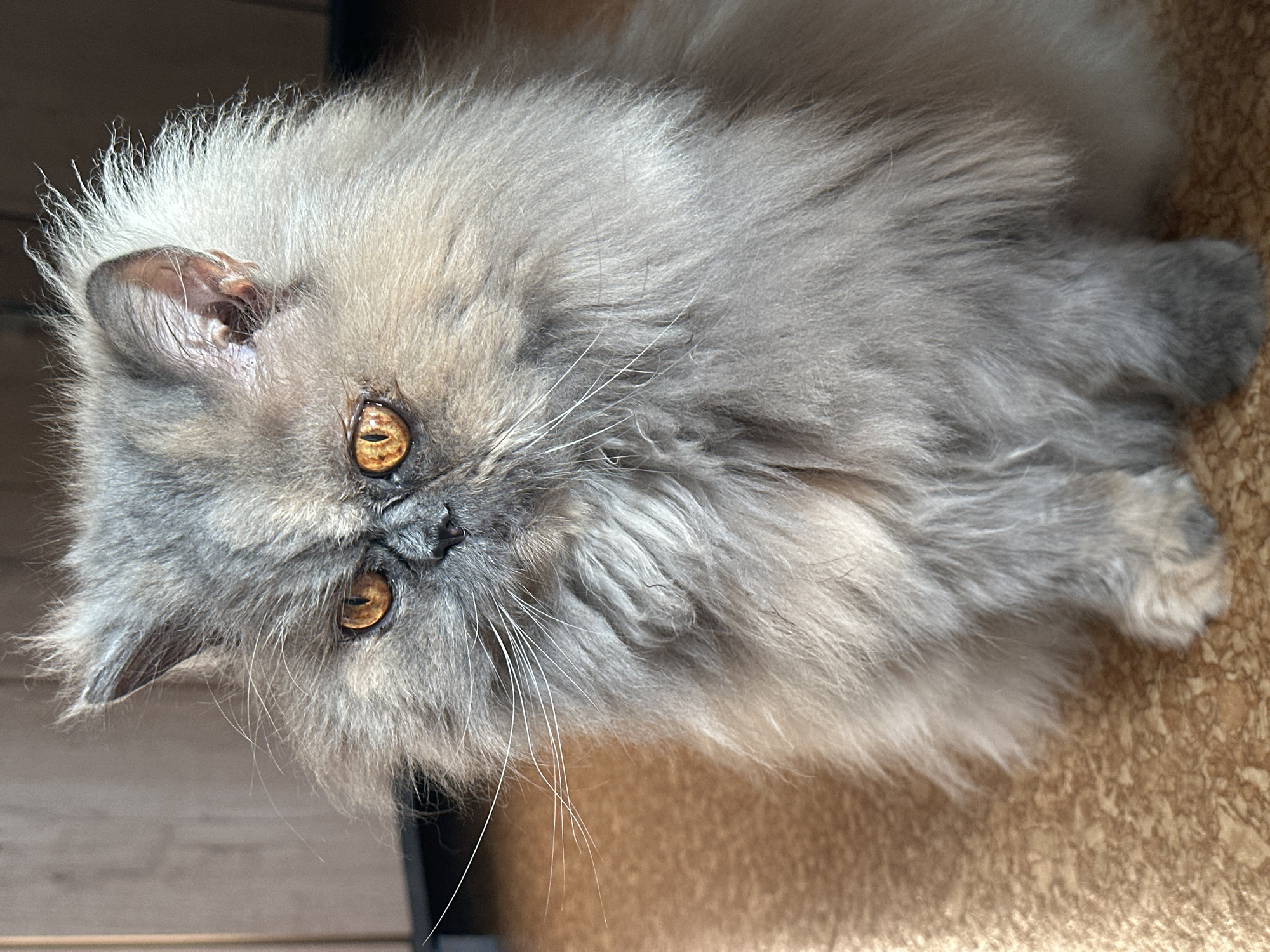 An adult Persian cat with grey fur and striking amber eyes sits on a speckled brown floor. The cat is facing left, with its head tilted slightly. Its fur is long and fluffy, particularly around its face and body. The background consists of a wooden paneled wall on the left and a dark, indistinct area on the right. The lighting suggests an indoor setting, possibly a home. There is no visible indication of the city of Chaikovsky, Russia.