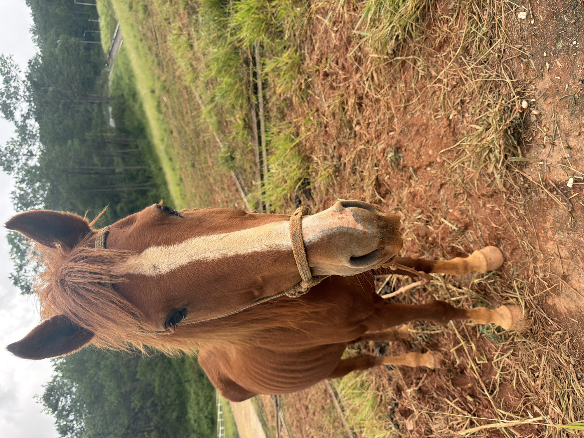 A brown horse with a white blaze stands on reddish-brown soil mixed with dry grass. The horse is facing forward, with its head slightly tilted. It has a simple rope halter. Behind the horse, a grassy slope rises, dotted with trees. In the background, a road curves uphill, with some streetlights visible. The sky is overcast. This scene appears to be in Da Lat, Vietnam, likely on the outskirts of the city where hilly terrain and open spaces are common.
