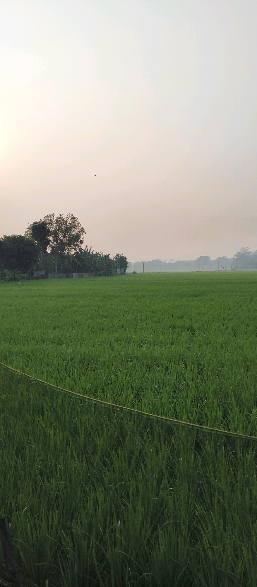The image depicts a serene rural landscape in Japanan, Indonesia, at what appears to be sunrise or sunset due to the soft, diffused light. A vast, green paddy field dominates the foreground and midground, its lush growth stretching towards the horizon. A thin, yellow line, possibly a rope or string, runs horizontally across the lower portion of the field, demarcating an area or serving as a subtle boundary.
In the background, a line of trees and vegetation marks the edge of the paddy field, with a few scattered houses or structures nestled amongst them. The trees are varied in height and foliage density, adding depth to the scene. Beyond the trees, the land recedes into a hazy distance, with faint outlines of hills or more distant vegetation visible. The sky is a pale, washed-out gradient of light colors, suggesting the low angle of the sun. A solitary dark bird is visible in flight high in the sky. The overall impression is one of tranquility and agricultural abundance.