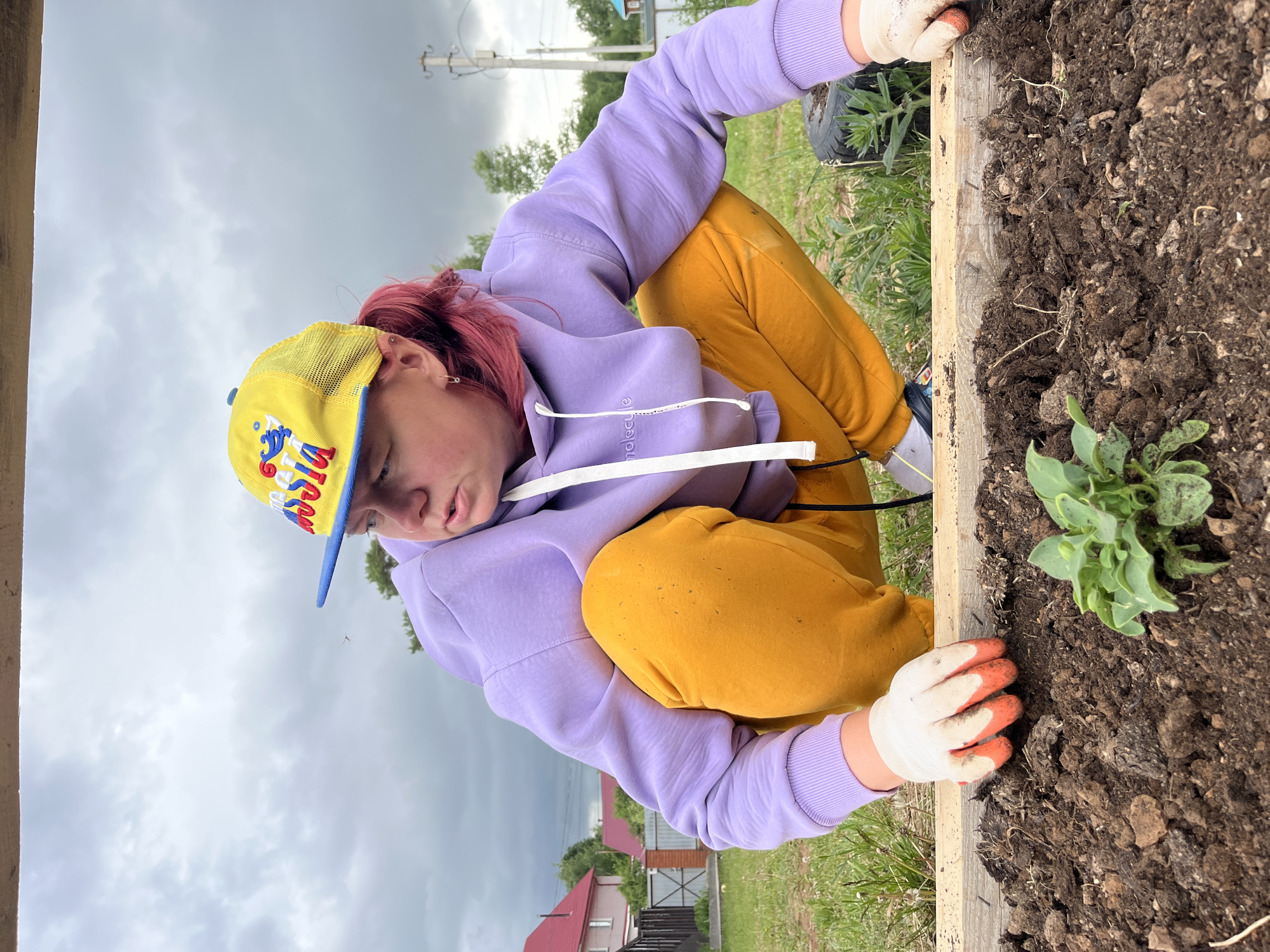 A person with reddish-pink hair is captured in a close-up, angled shot, actively gardening in Chaikovsky, Russia. They are crouched down, leaning over a wooden raised garden bed filled with dark soil, with their gloved hands interacting with the earth.
The individual wears a bright yellow mesh baseball cap featuring blue and red stylized text that spells out "RUSSIA" with some additional graphics. They are dressed in a light purple hooded sweatshirt, which has "molecule" embroidered in white text near the left wrist, and mustard yellow sweatpants. Both hands are covered with white gardening gloves, distinguished by orange fingertips. A small green plant, possibly a seedling, is visible in the soil of the raised bed.
The setting is outdoors, likely a garden or allotment. The background features green grass, residential houses with red roofs, and utility poles with power lines, indicating a suburban or rural area. The sky above is overcast and cloudy, suggesting a daytime but not necessarily sunny, weather condition. The person appears focused and engrossed in their planting or tending activity.