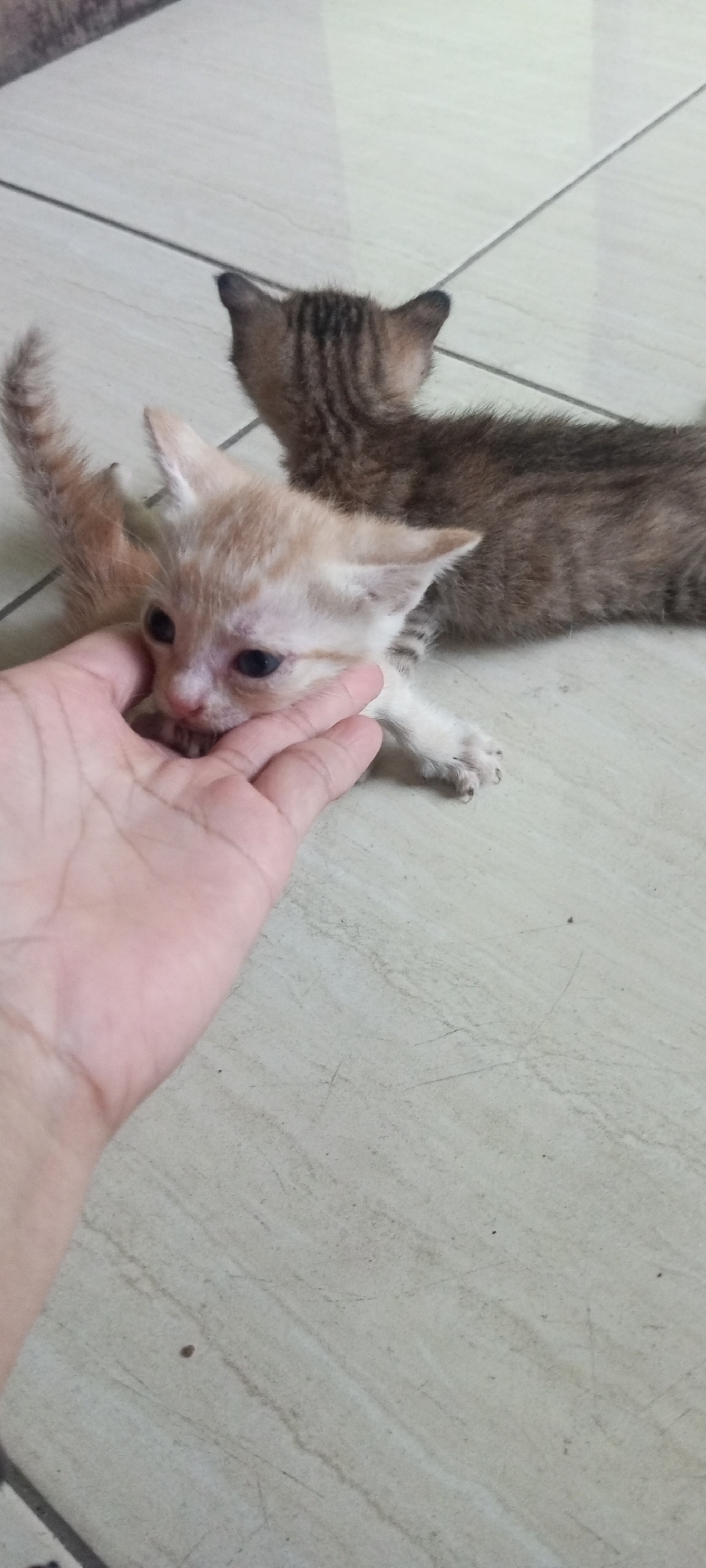 The image shows two kittens on a tiled floor. One kitten, which is light orange and white, is being held by a human hand near its head. The other kitten, which is a brown tabby, is lying down behind the first one. The floor tiles are light beige with darker grout lines. There is no visible indication of the location being Lubangbuaya, Indonesia.