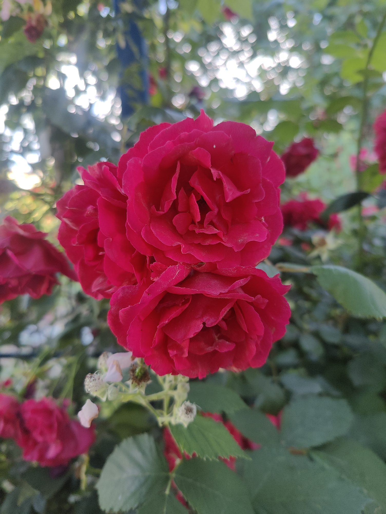 A close-up, vertical, eye-level, outdoor, natural light photograph features a cluster of vibrant fuchsia-colored roses in sharp focus in the foreground. The roses are characterized by their numerous, densely packed petals and slight dusting of what appears to be pollen. To the left and right of the main cluster, several other fuchsia roses are visible, some in sharp focus and others blurred. The background is a soft bokeh of green foliage and bright white, out-of-focus circles, suggestive of sunlight filtering through leaves. The environment appears to be a garden. The photograph is a detail shot of flora, with no human presence or activity depicted. The image was taken in Myskhako, Russia.