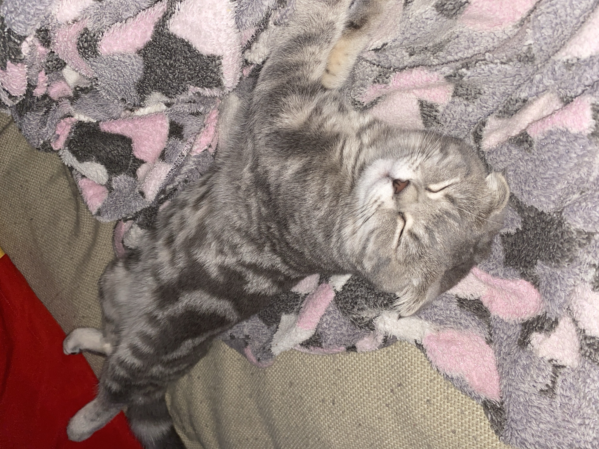 A grey tabby cat is captured in a state of peaceful sleep, stretched out on its back on a soft, plush blanket. The cat's eyes are gently closed, and its paws are relaxed, indicating deep slumber and contentment. Its fur displays distinct darker grey stripes against a lighter grey base, characteristic of a tabby pattern. The cat's ears appear slightly folded, suggesting it might be a Scottish Fold or a similar breed.
The blanket covering the cat and the underlying furniture features a distinctive camouflage-like pattern, rendered in soft hues of grey, pink, and white. The texture of the blanket is visibly fluffy and inviting. Beneath the blanket, a woven, light-colored fabric, likely upholstery from a sofa or armchair, is visible. A portion of bright red fabric is also seen along the left edge of the frame, possibly part of another cushion or piece of furniture.
The scene depicts a quiet, cozy indoor setting, with soft lighting contributing to the tranquil atmosphere. No people are visible, and there is no discernible text in the image. The overall impression is one of comfort and serenity, with the sleeping cat serving as the central, peaceful subject. While the location context of Votkinsk, Russia is provided, there are no specific visual cues within the image itself to confirm this geographical detail.